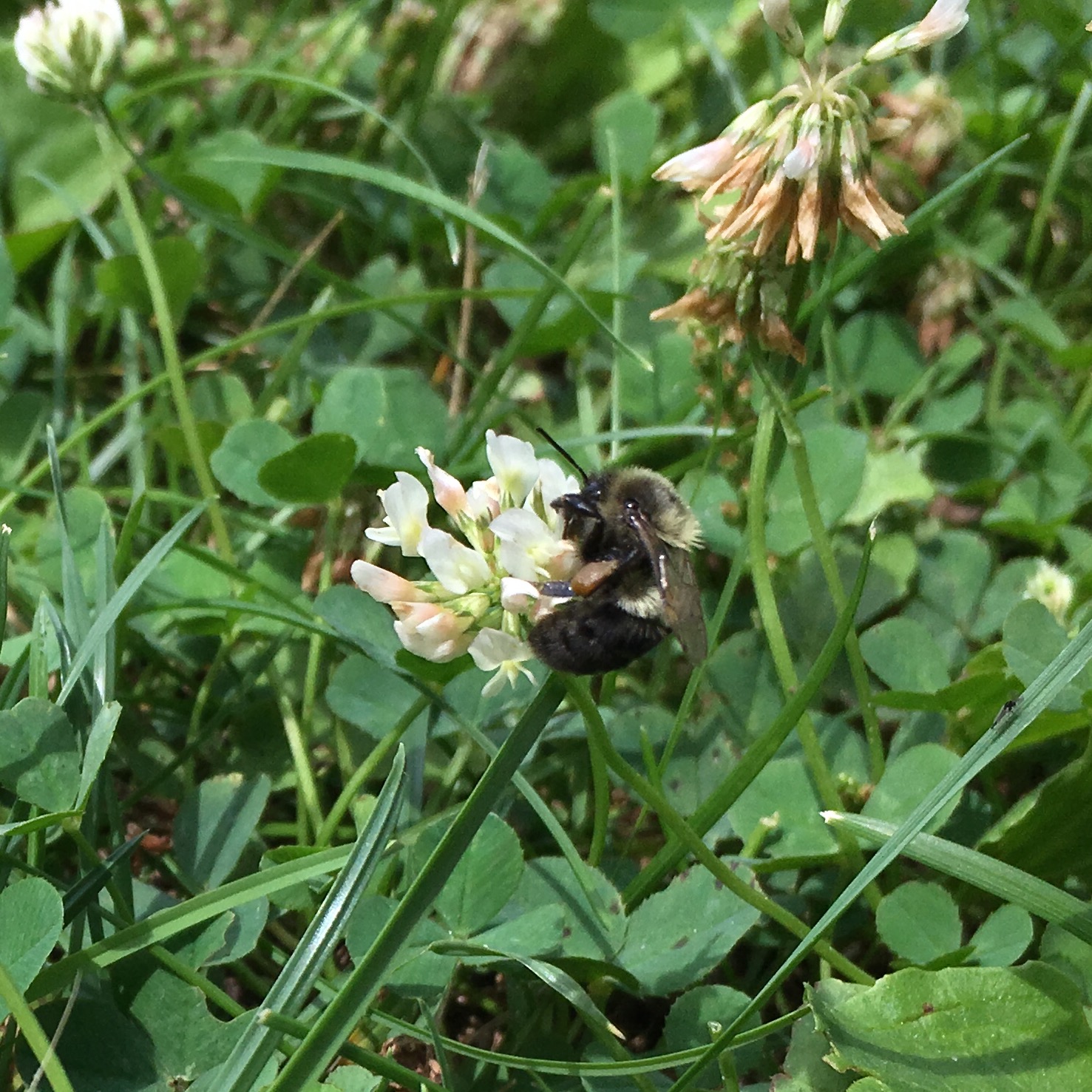 It's the bee! From nature!