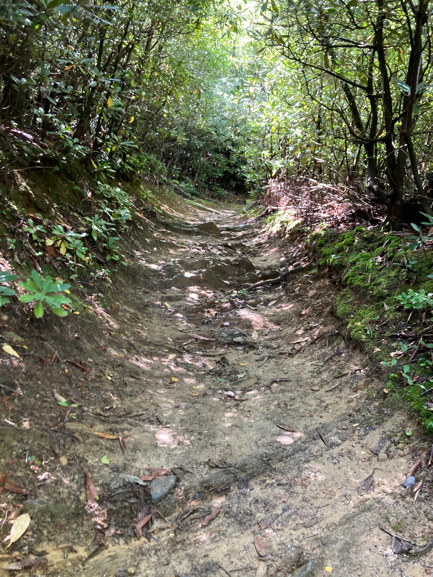 I’m a fan of these shady tree tunnel trails.