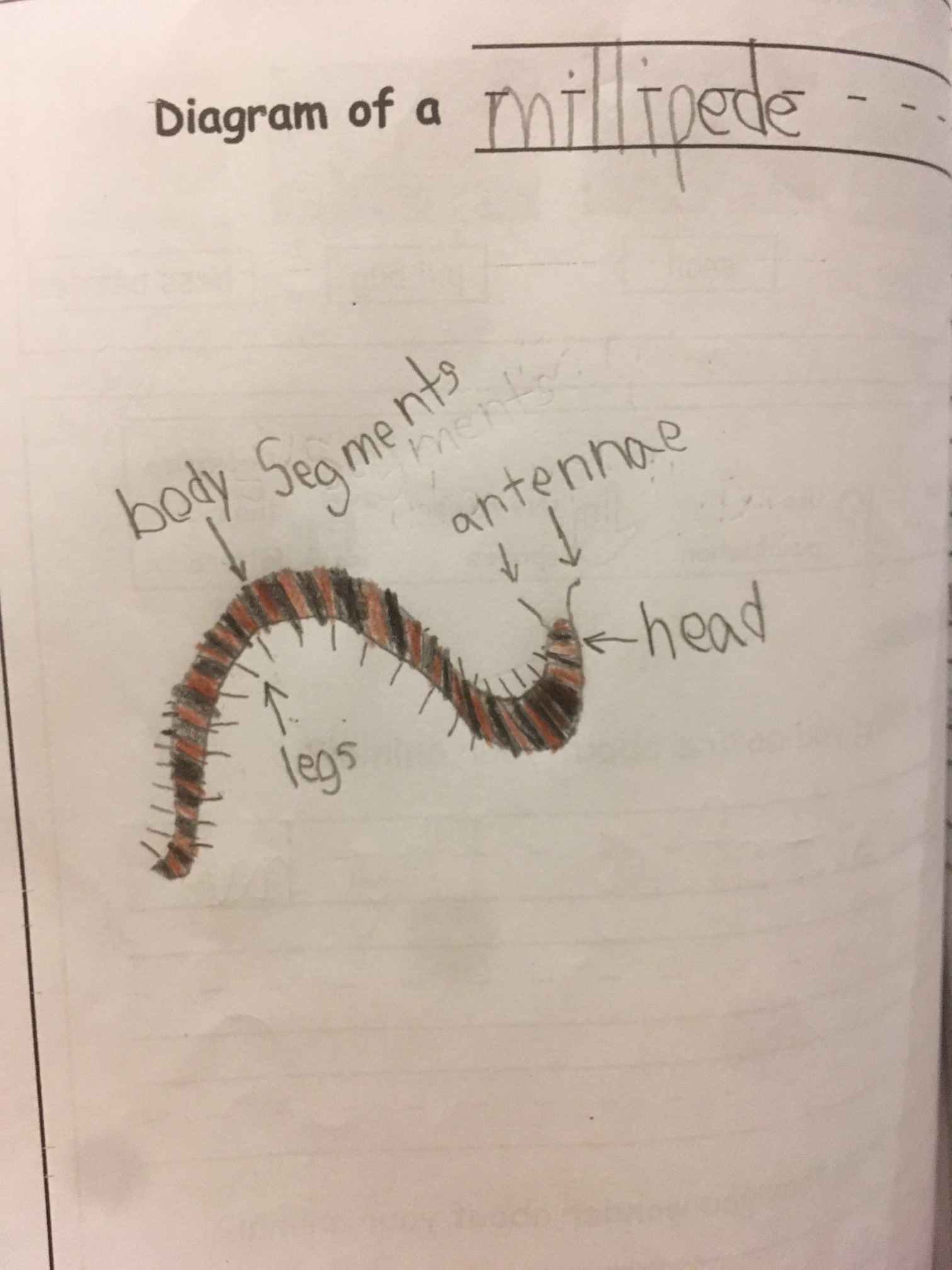 Millipedes are pretty stylish, what with the stripes.