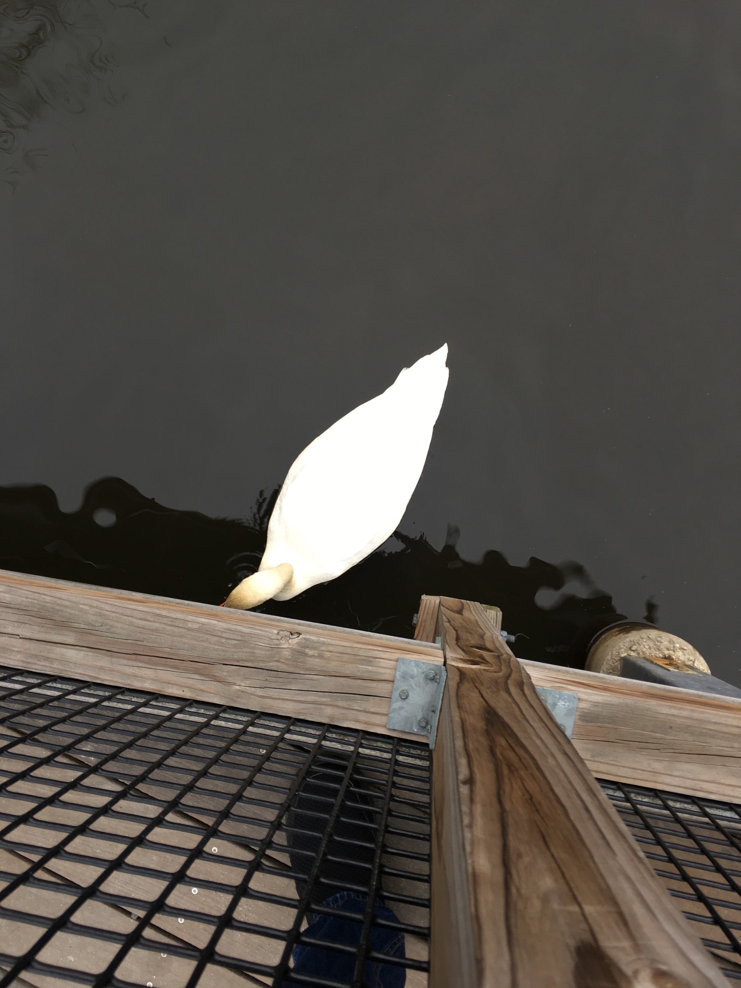 Swans have a cool shape.