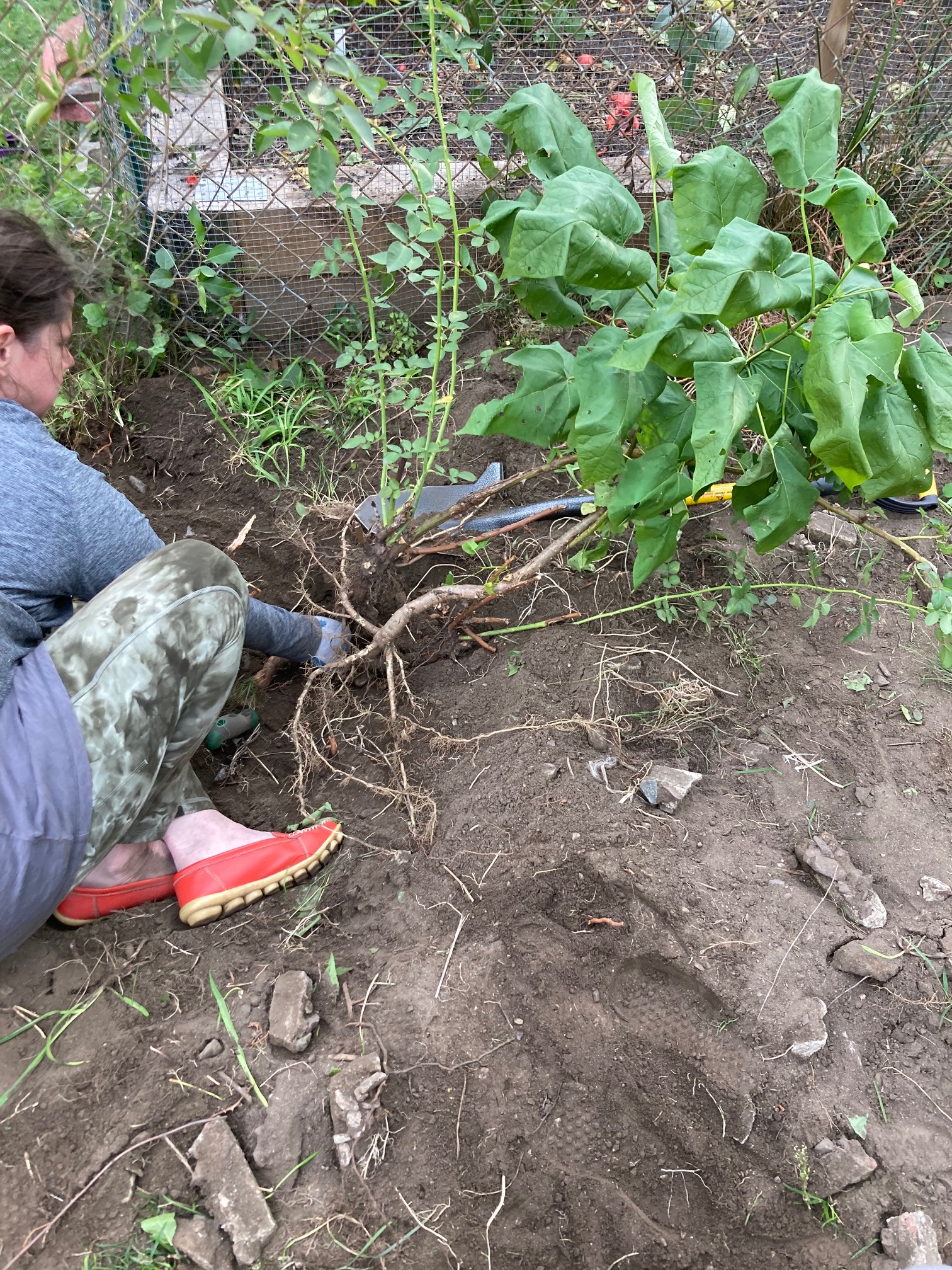 Katt cleared a cloud of weeds and uncovered a free Juniper tree.