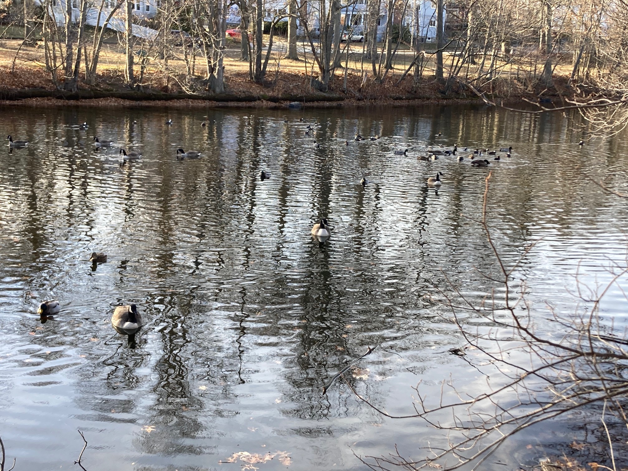 Ducks and geese on river