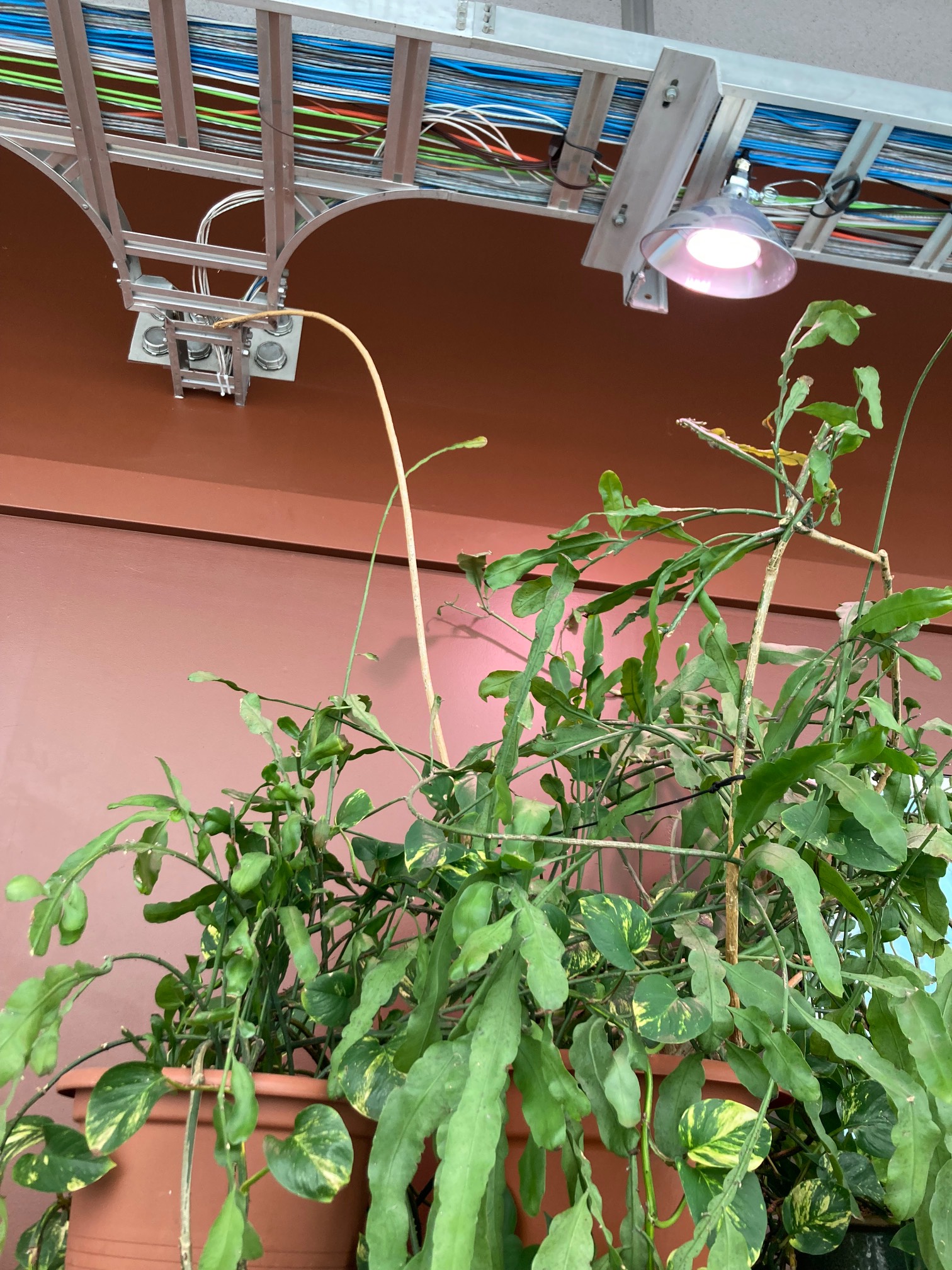 Plant growing into Ethernet cables