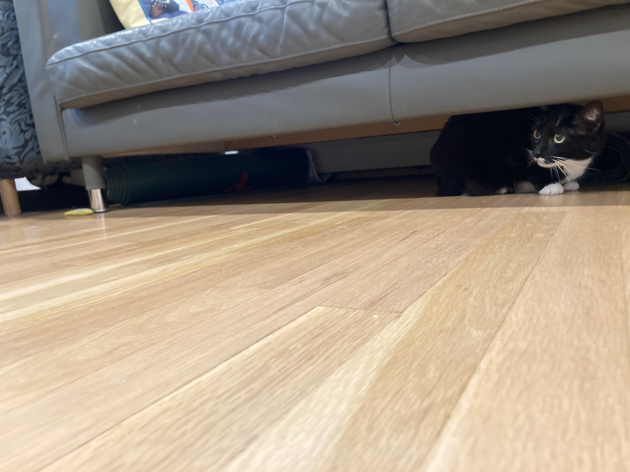 Cats under couch 