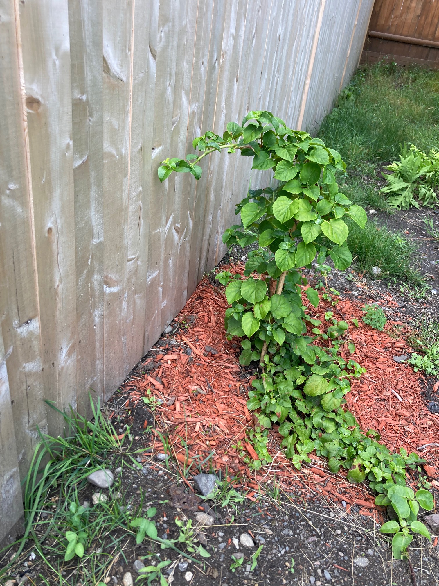 The climbing hydrangea has touched the fence! It can now start climbing up it.