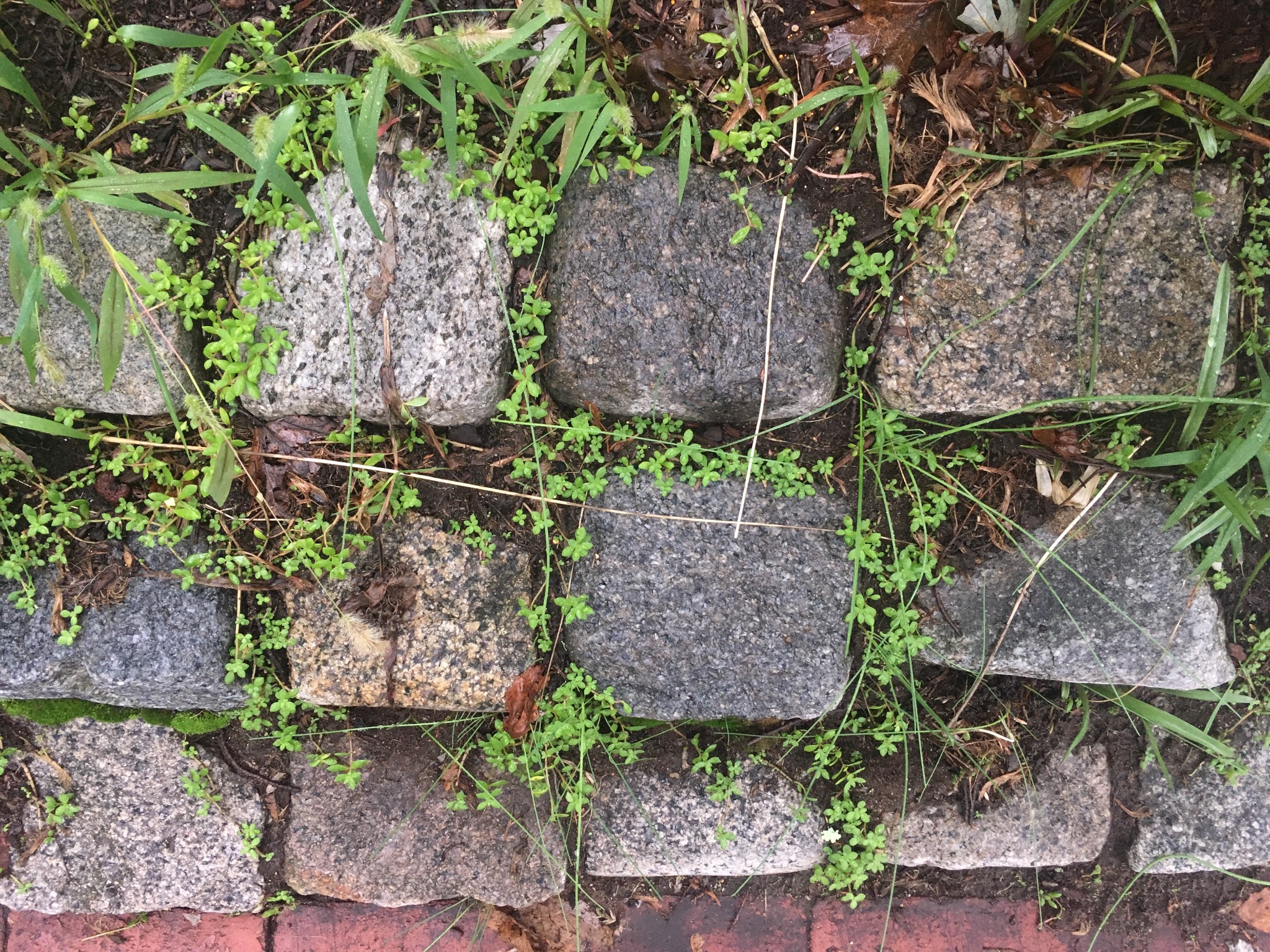 Plants growing between stones is the best. 