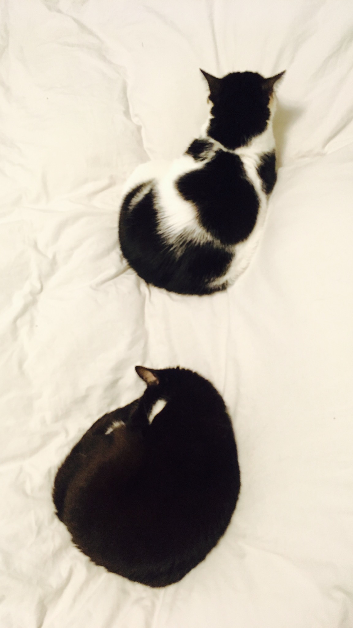 The cats are especially united lately. 