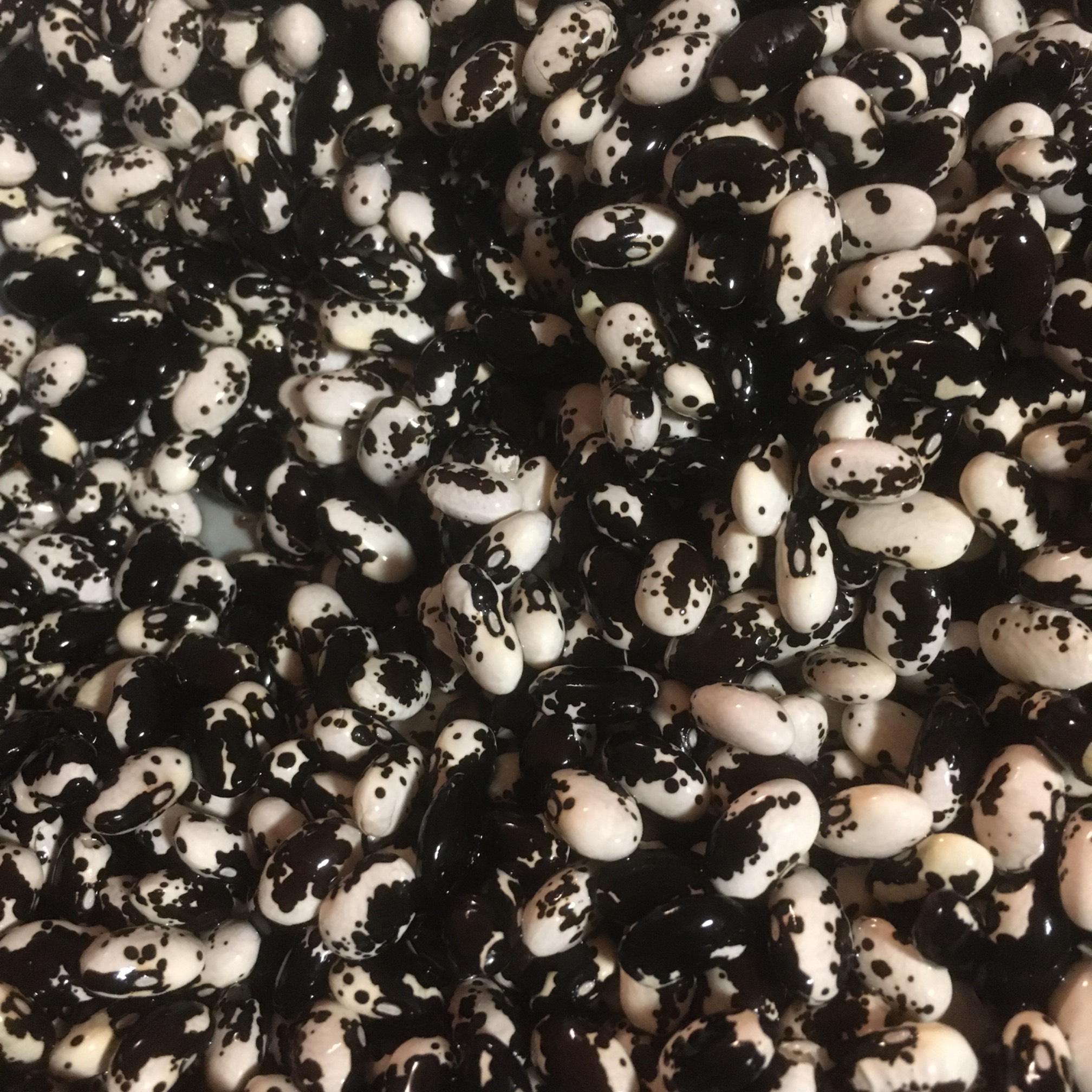 These Smidgeo Beans look cool, I gotta admit.