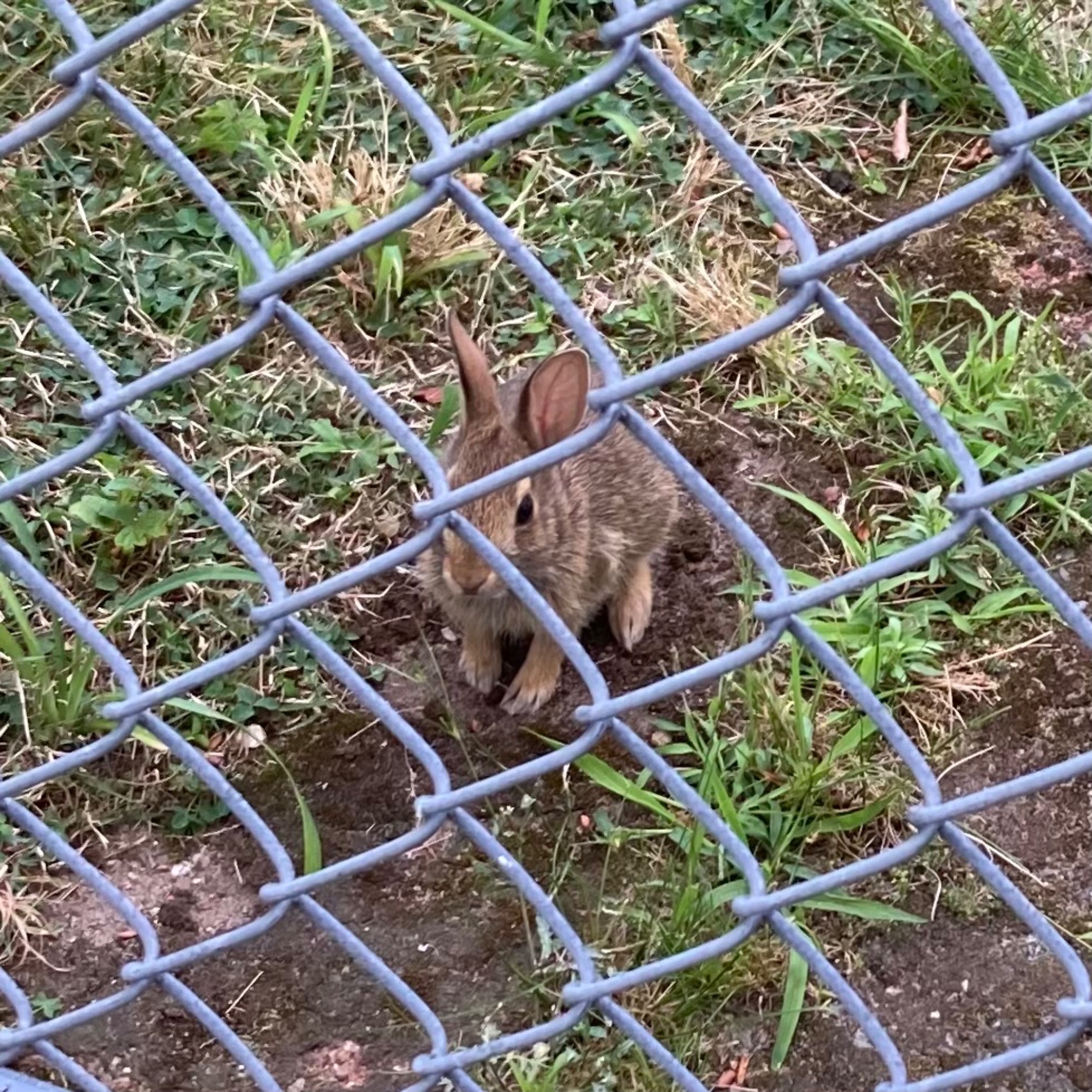 This rabbit believes in the chain link.