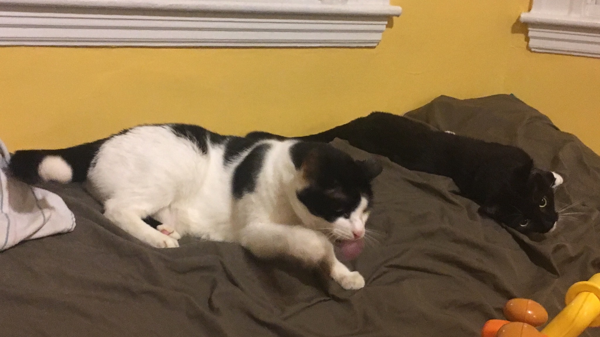 Oozing brush stroke cats
