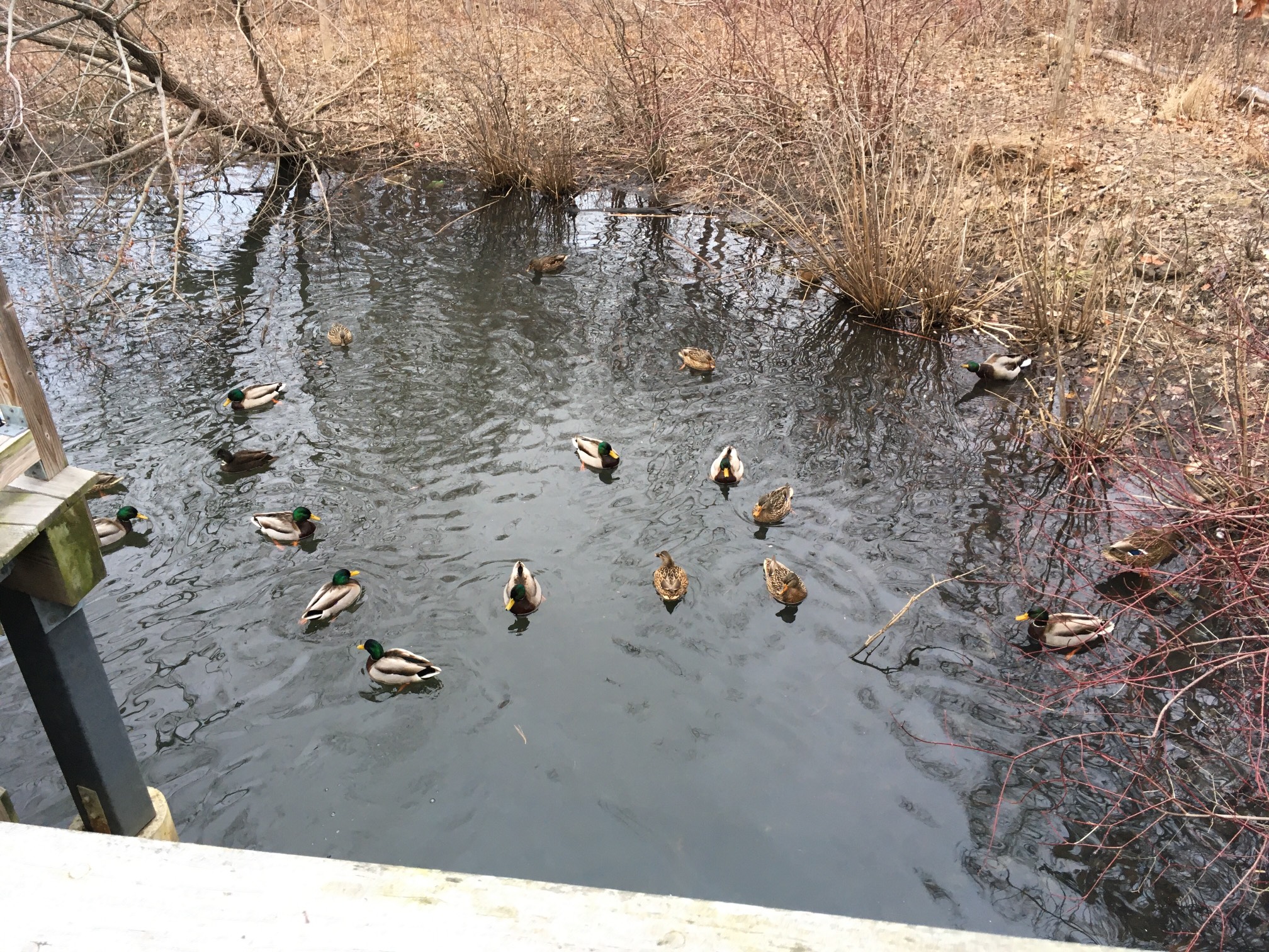 Duck party