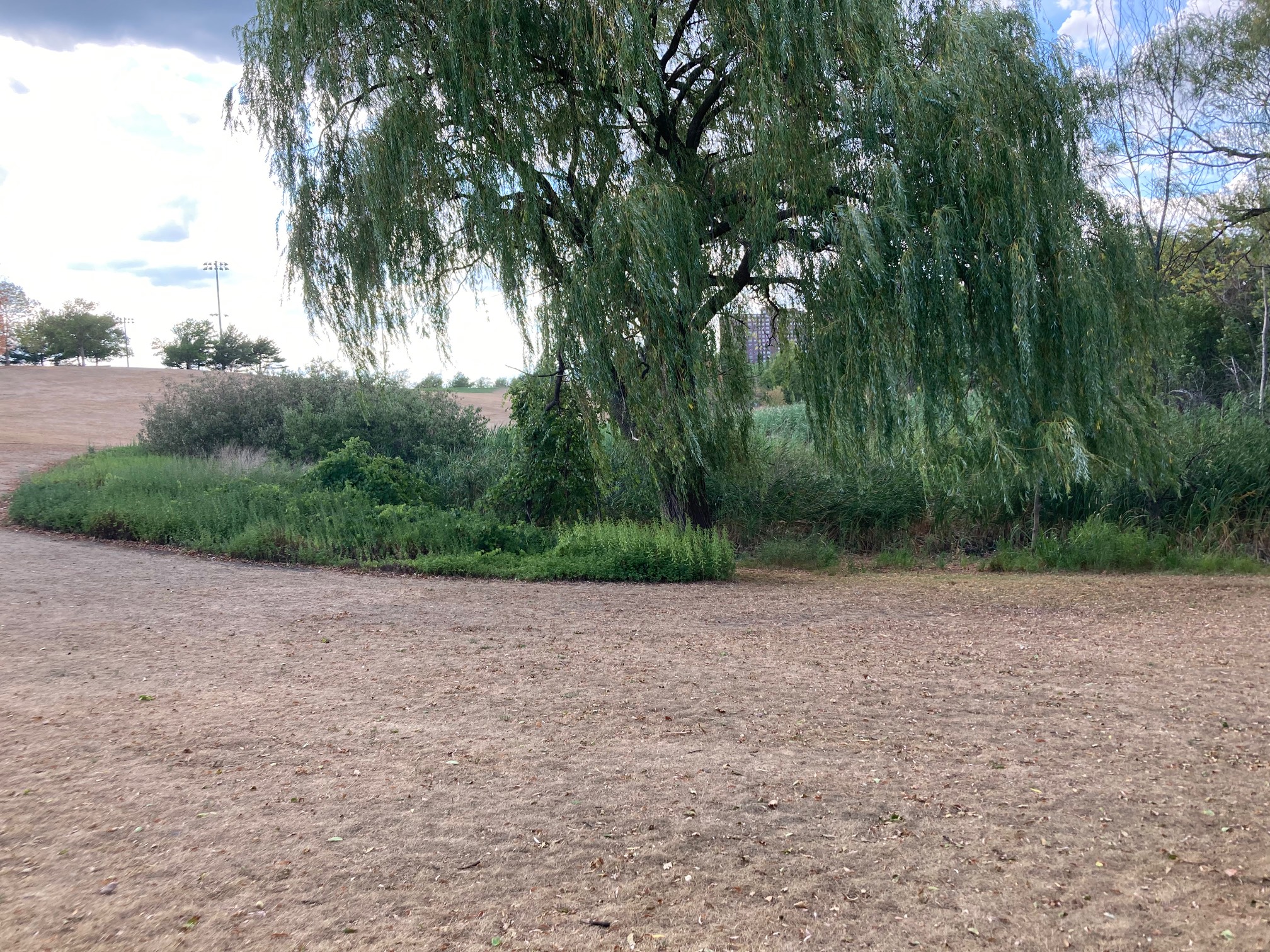 Dannehy Park is pretty well droughted.