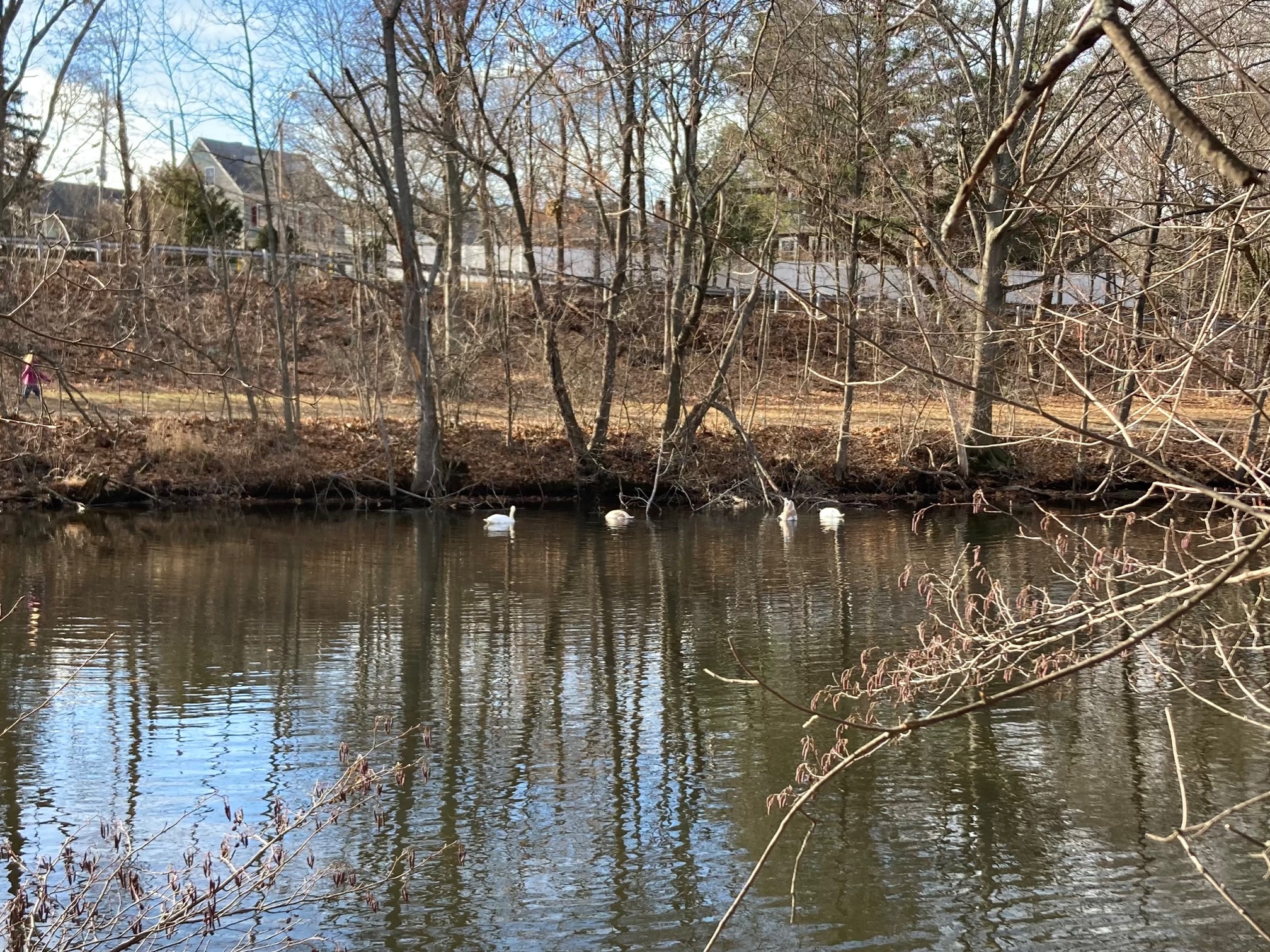 Swan families are smaller than I thought. Nuclear. 