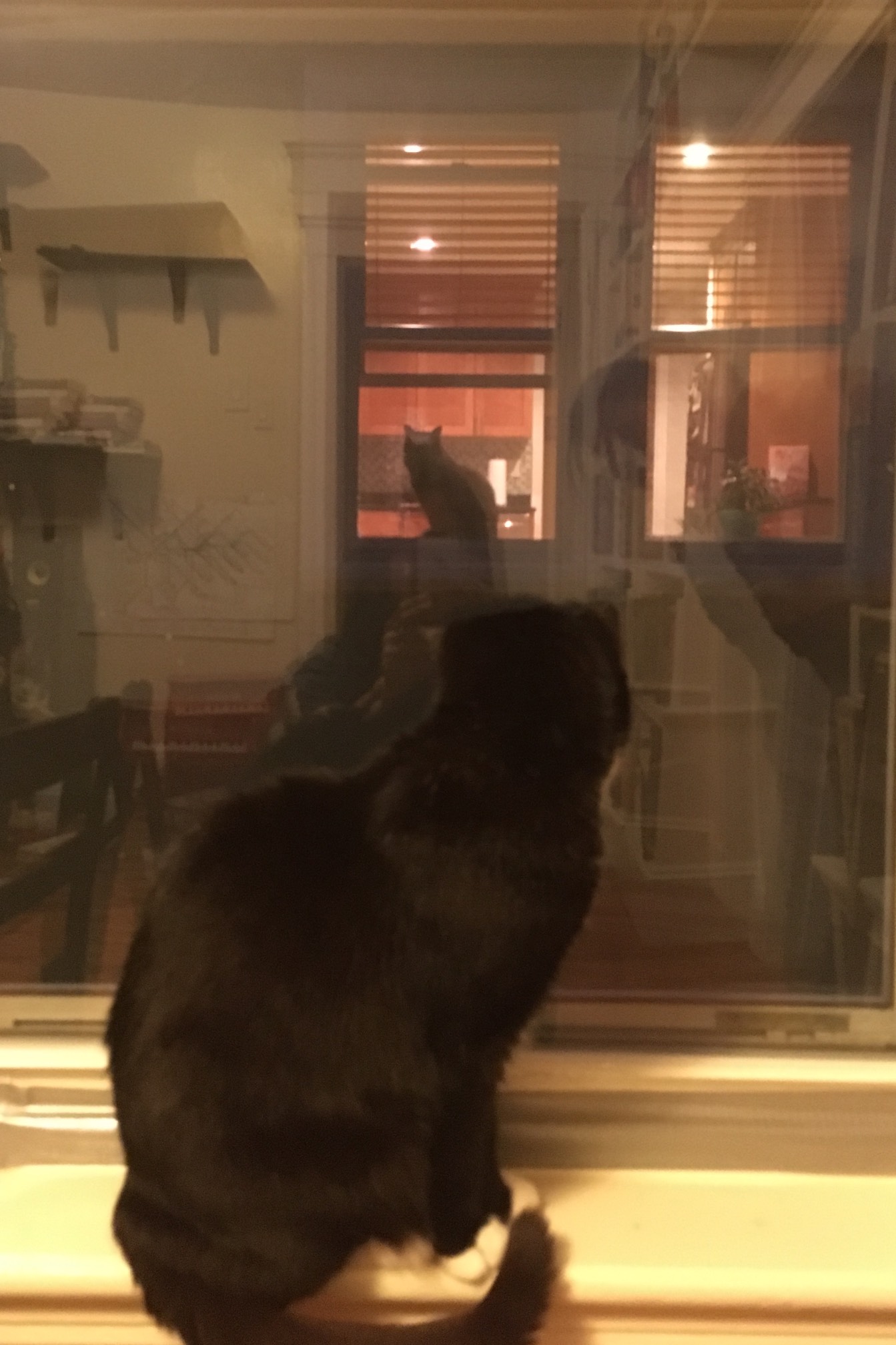 Neighbor cat!