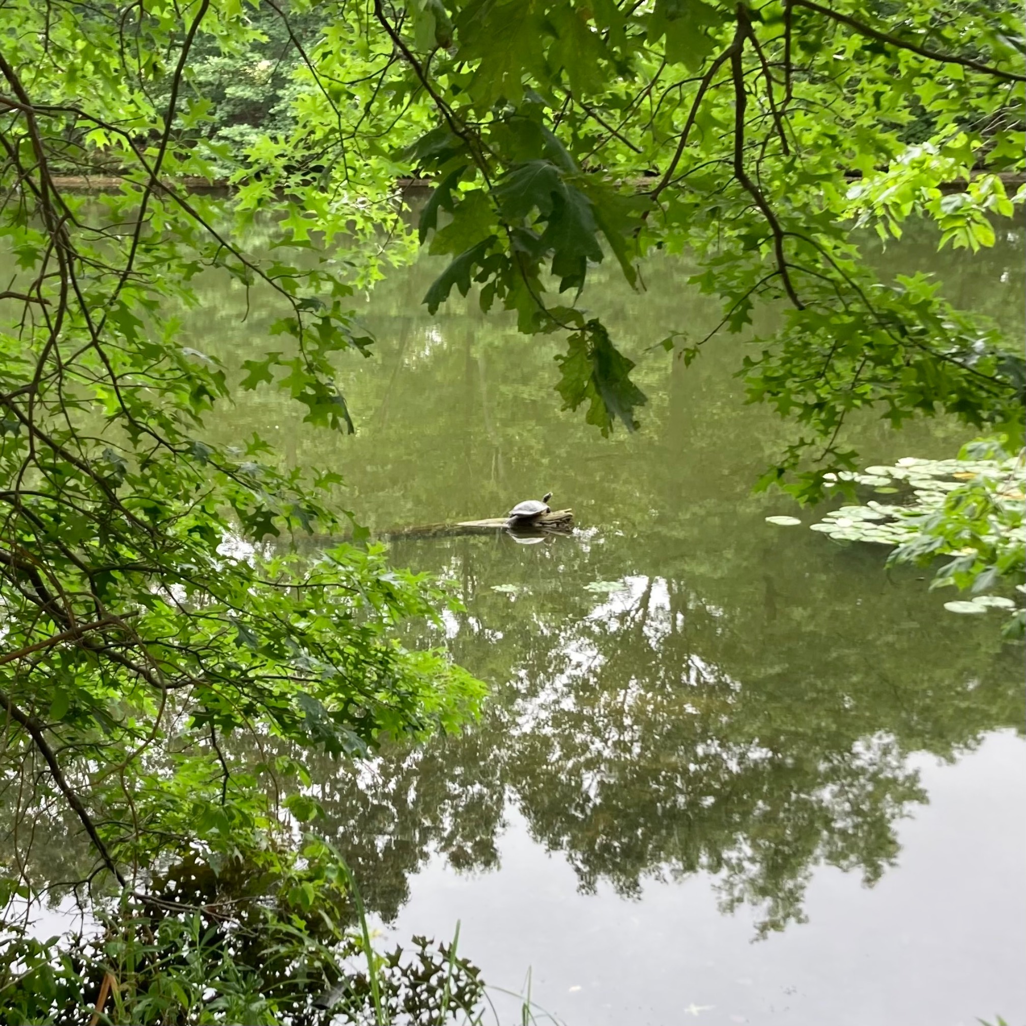 Turtle in river