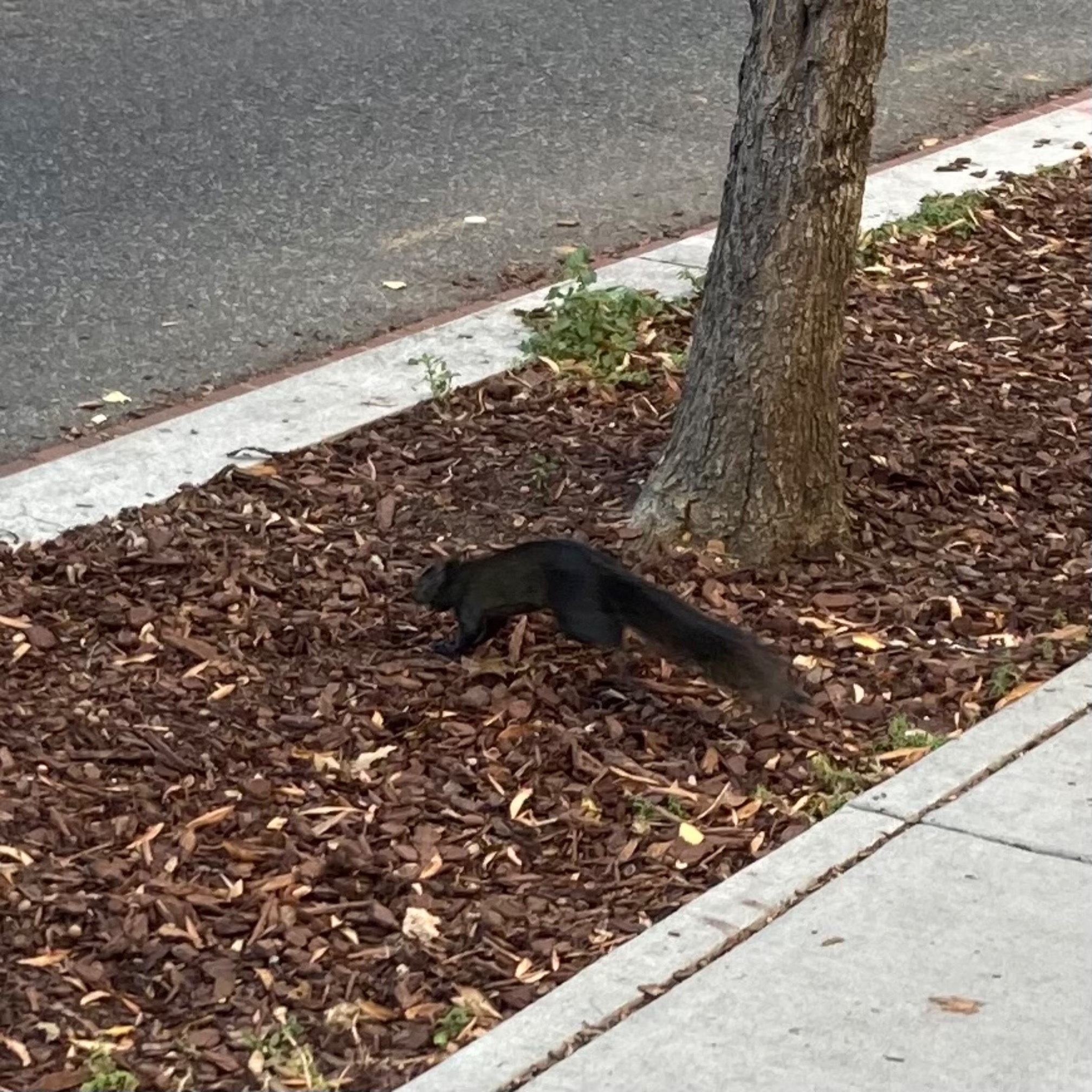 Encountered the Black Squirrel again!