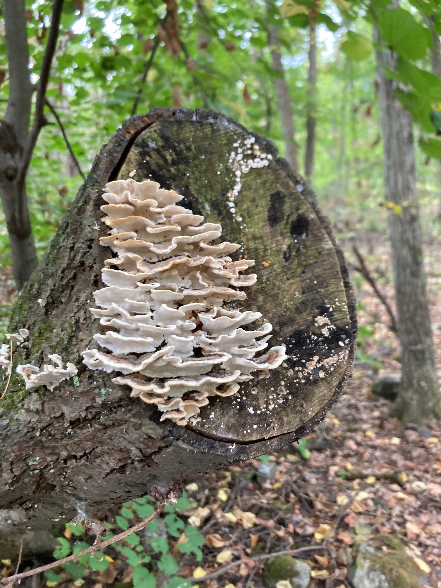Elaborate shelf fungus