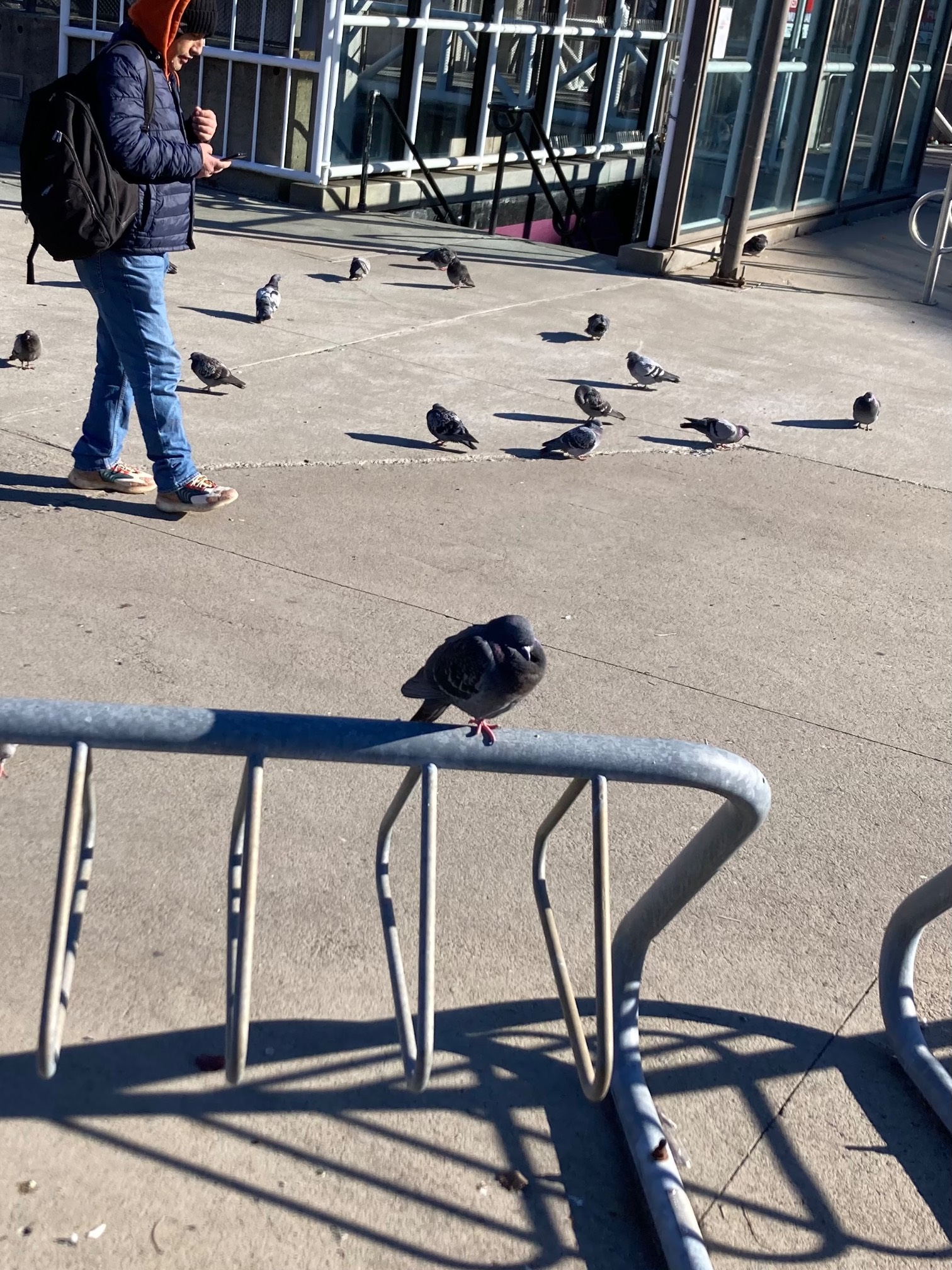 Pigeons and man in background, pigeon with neck tucked in foreground
