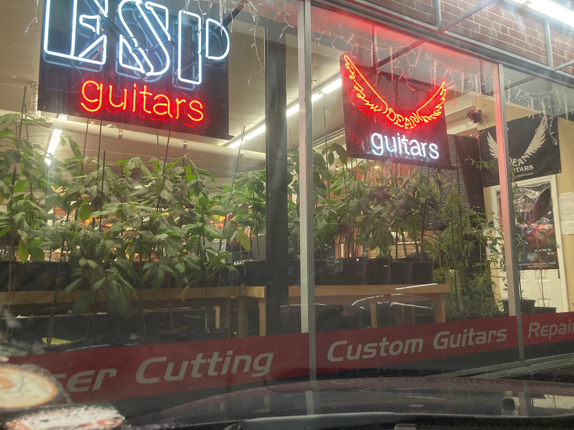 Guitars, also plants