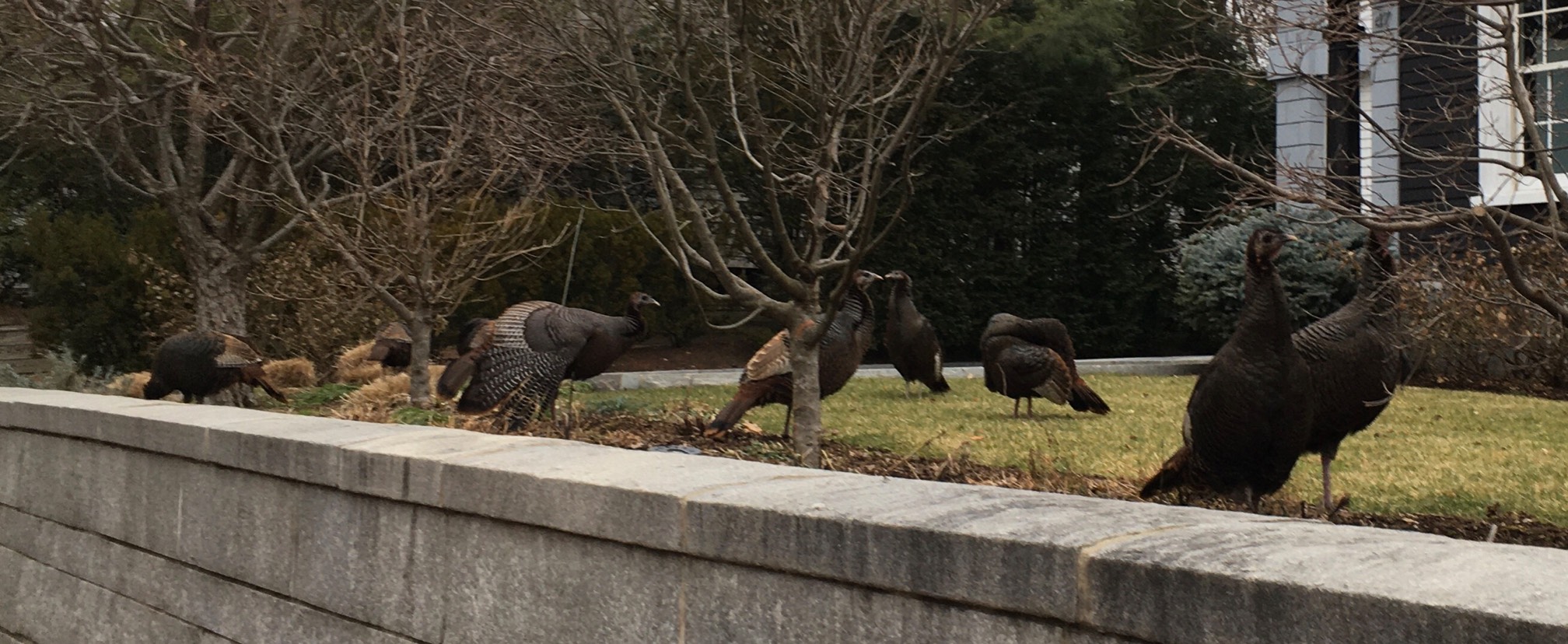 We saw a medieval tapestry’s worth of turkeys on the way home from school.