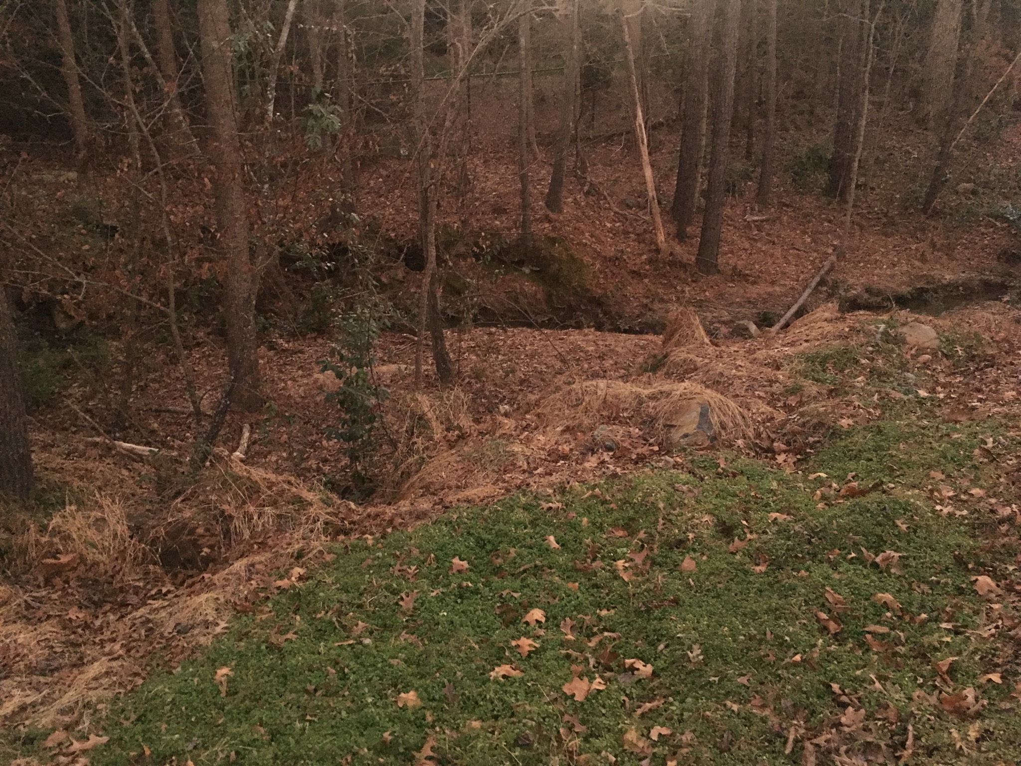 Cool marshy ditch