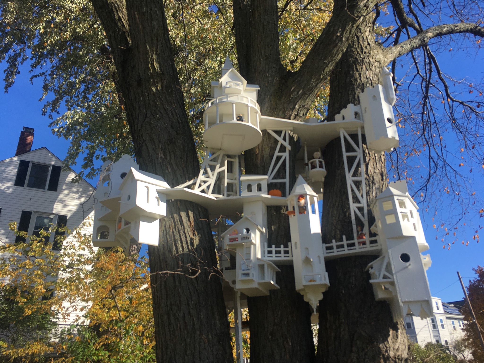 Birdhouse game is high in Arlington.