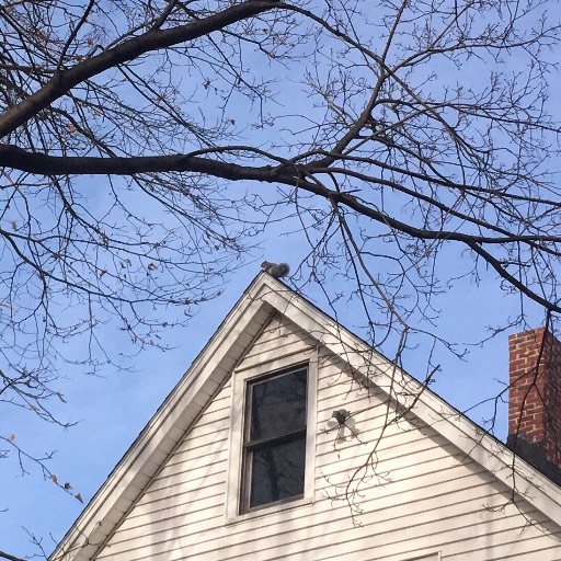 Here's the peak squirrel I failed to include in that last post.