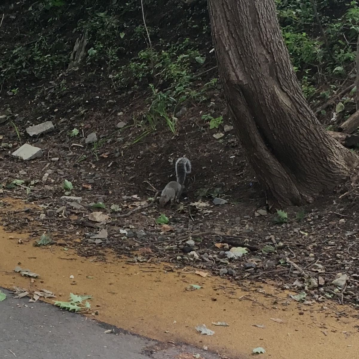 10-4-4-4. Here is the squirrel I saw today.