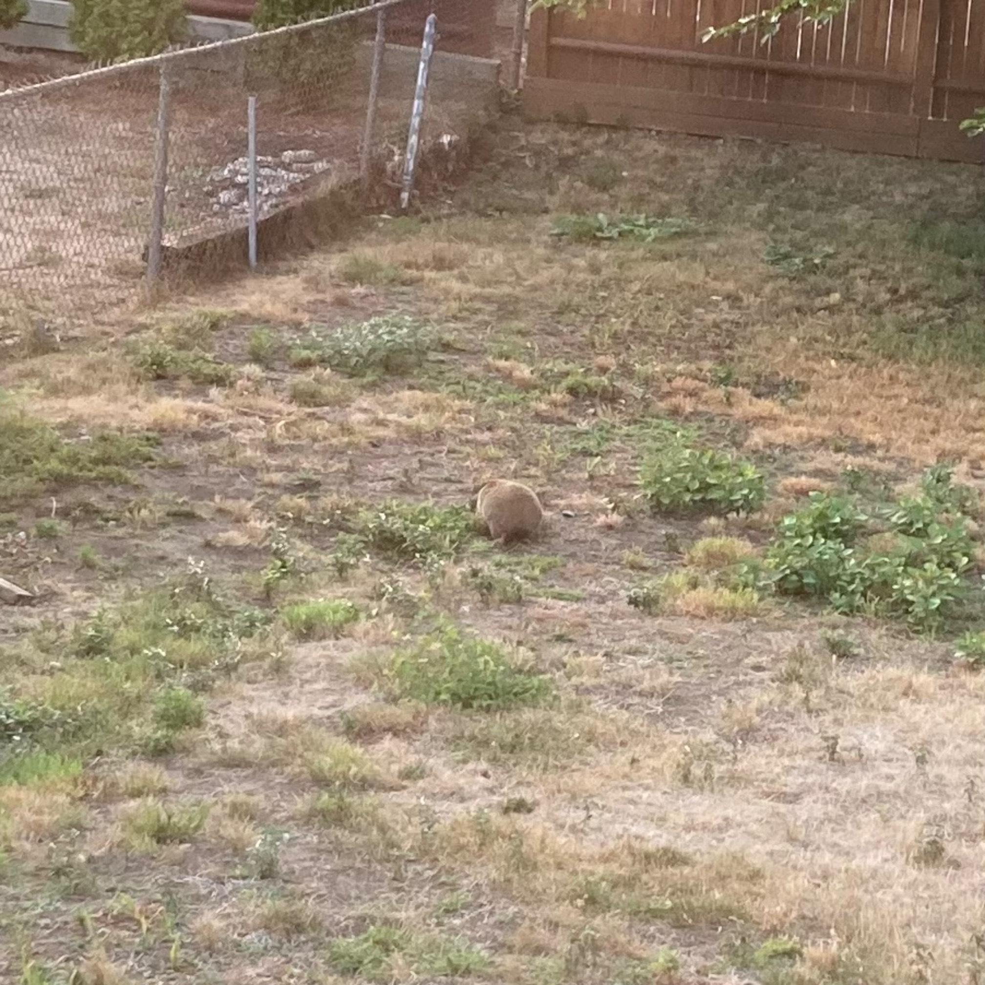 The groundhog is extremely round.