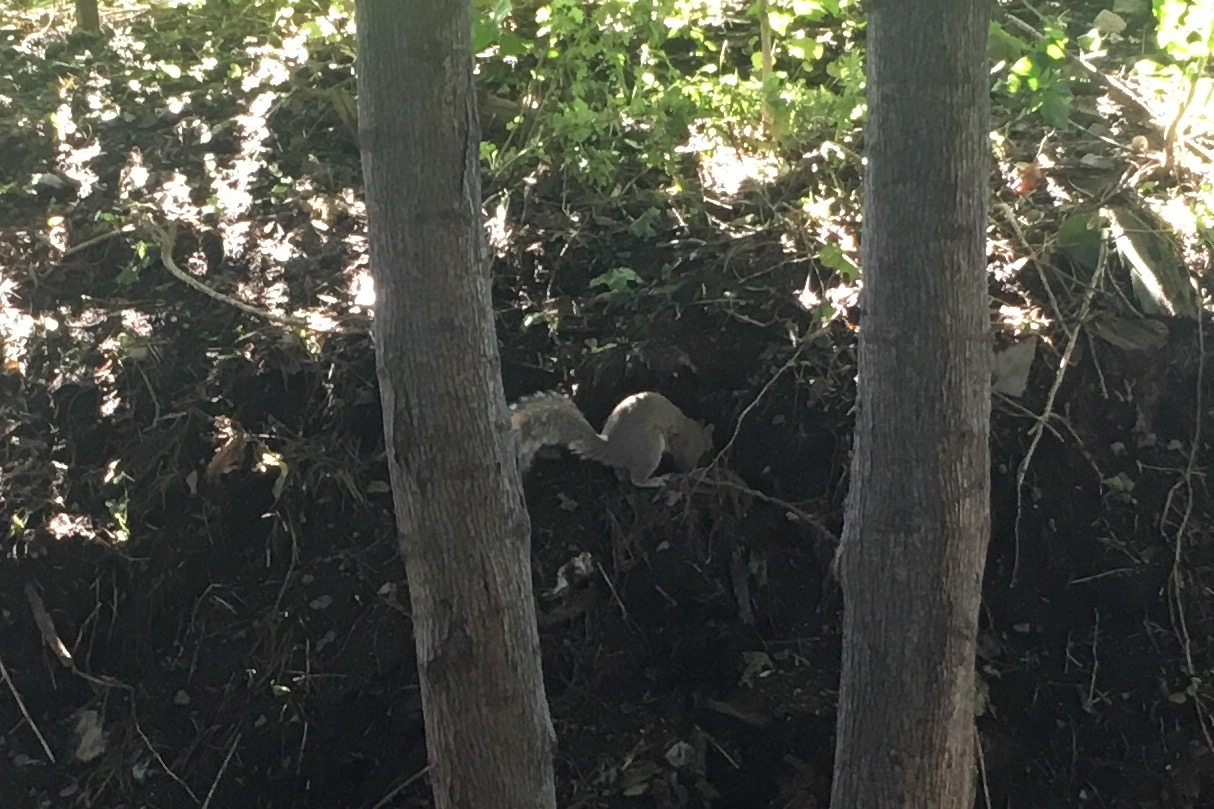 10-5-4-4-4. Squirrel putting stuff in a hole.<br><br>Some guy tried to flag me down while I was runn