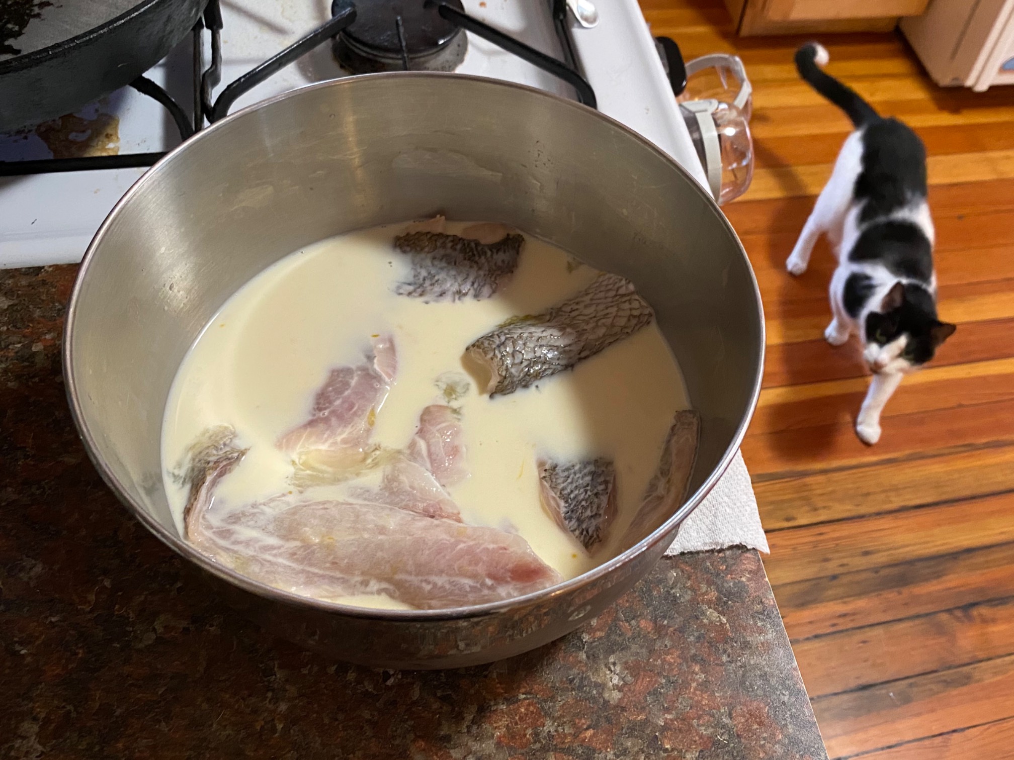 I dunked this scup (it’s a real kind of fish) in milk and egg to prep it for dredging. If I stopped 