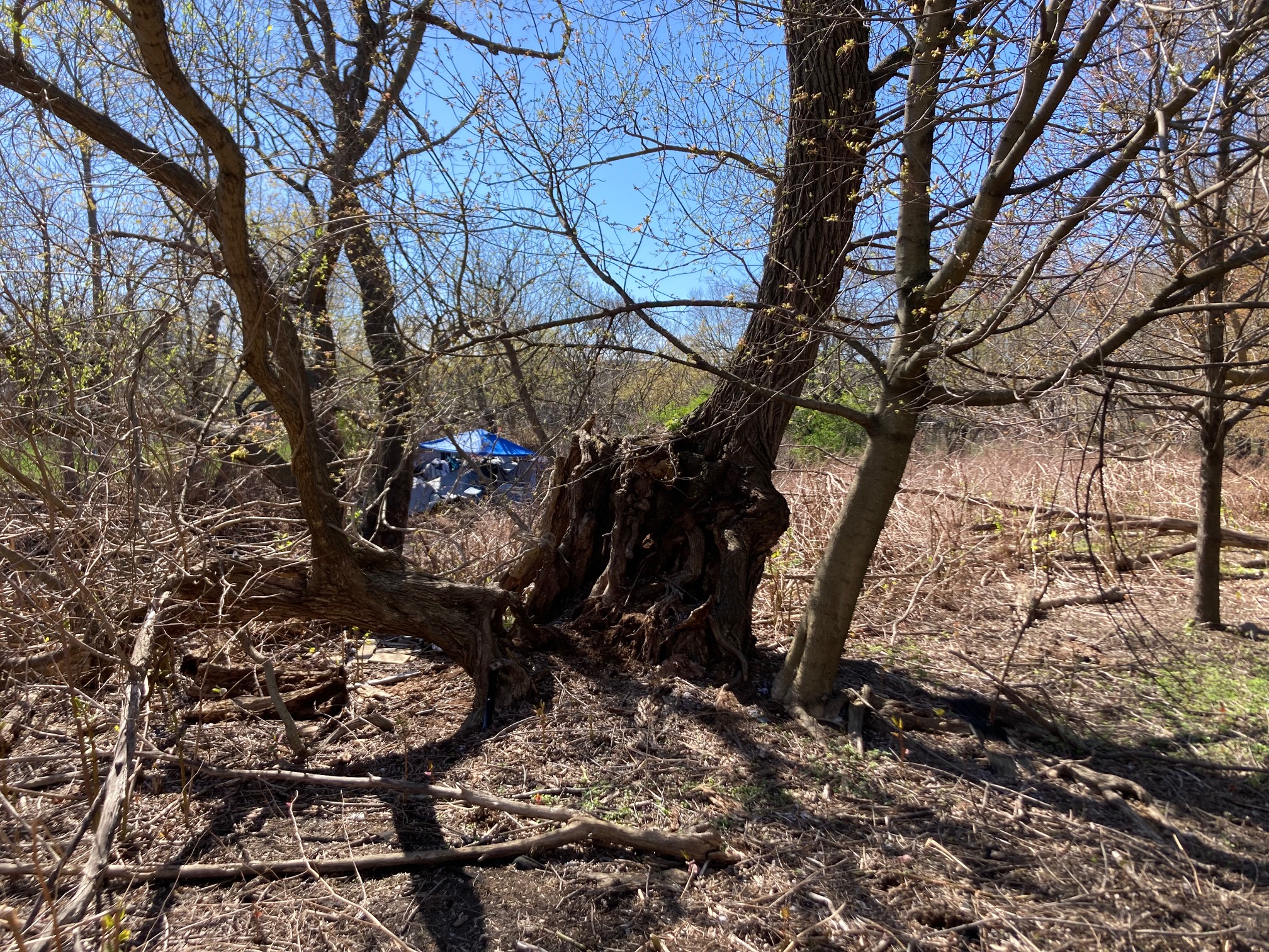 Split tree