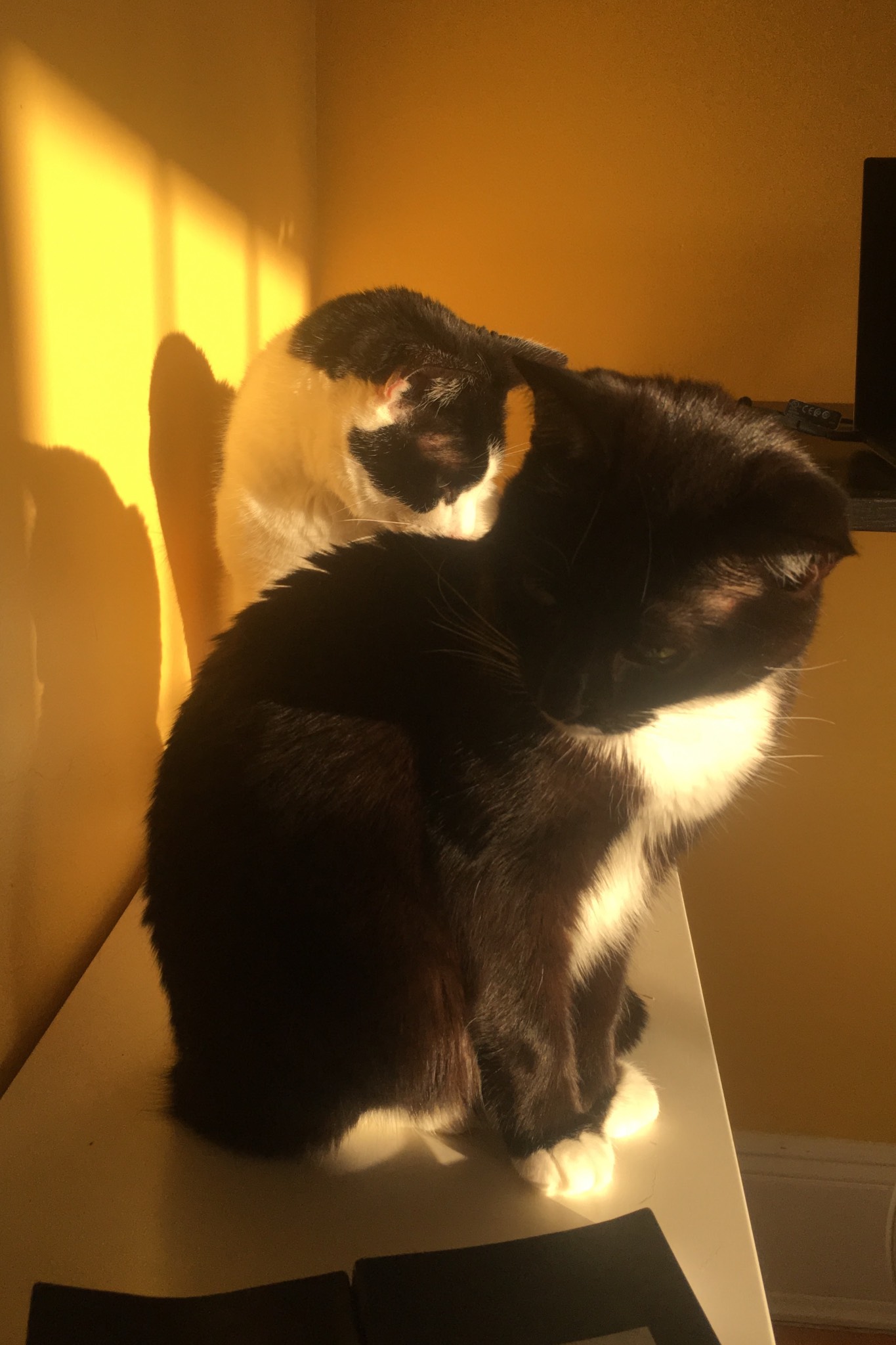 Prime sunning space