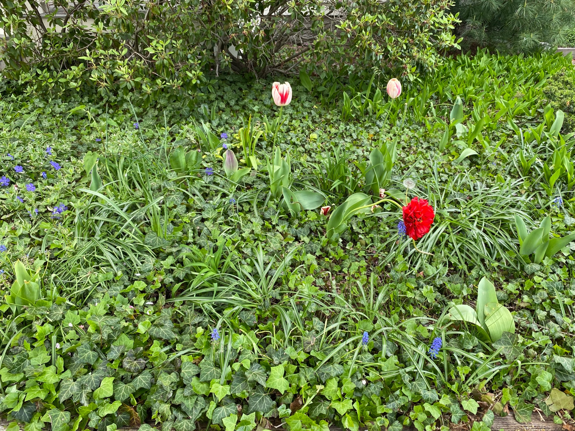 This is an ideal lawn to me. Bits of color, mostly chaos. I’m never going to do the work to get some