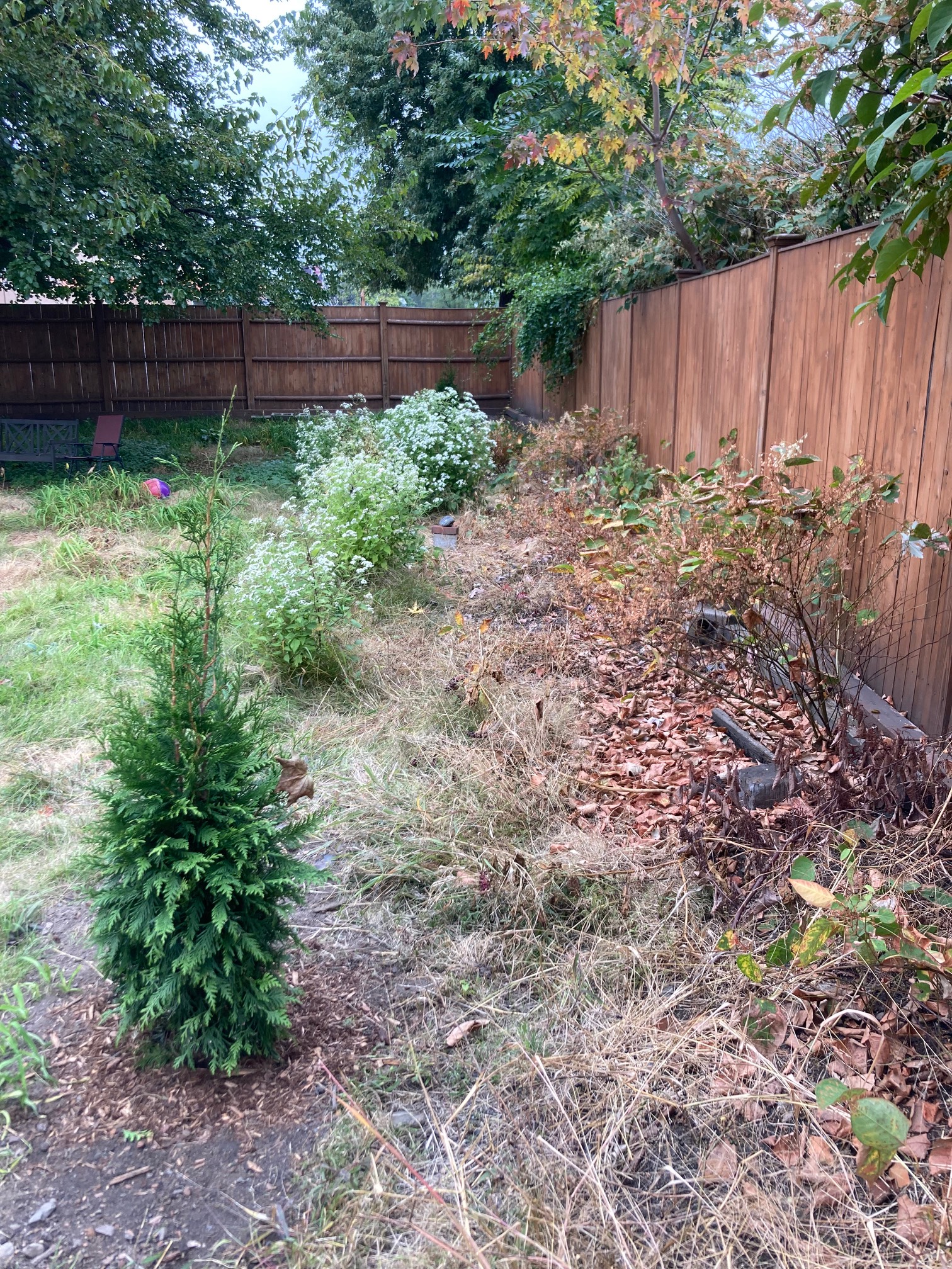 Hey, knotweed (on the right) dying, snakeroot (on the left) living!
