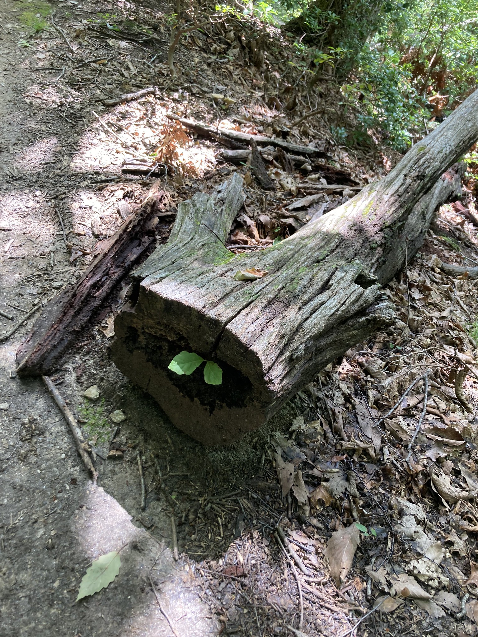 Leaf inside of dead log