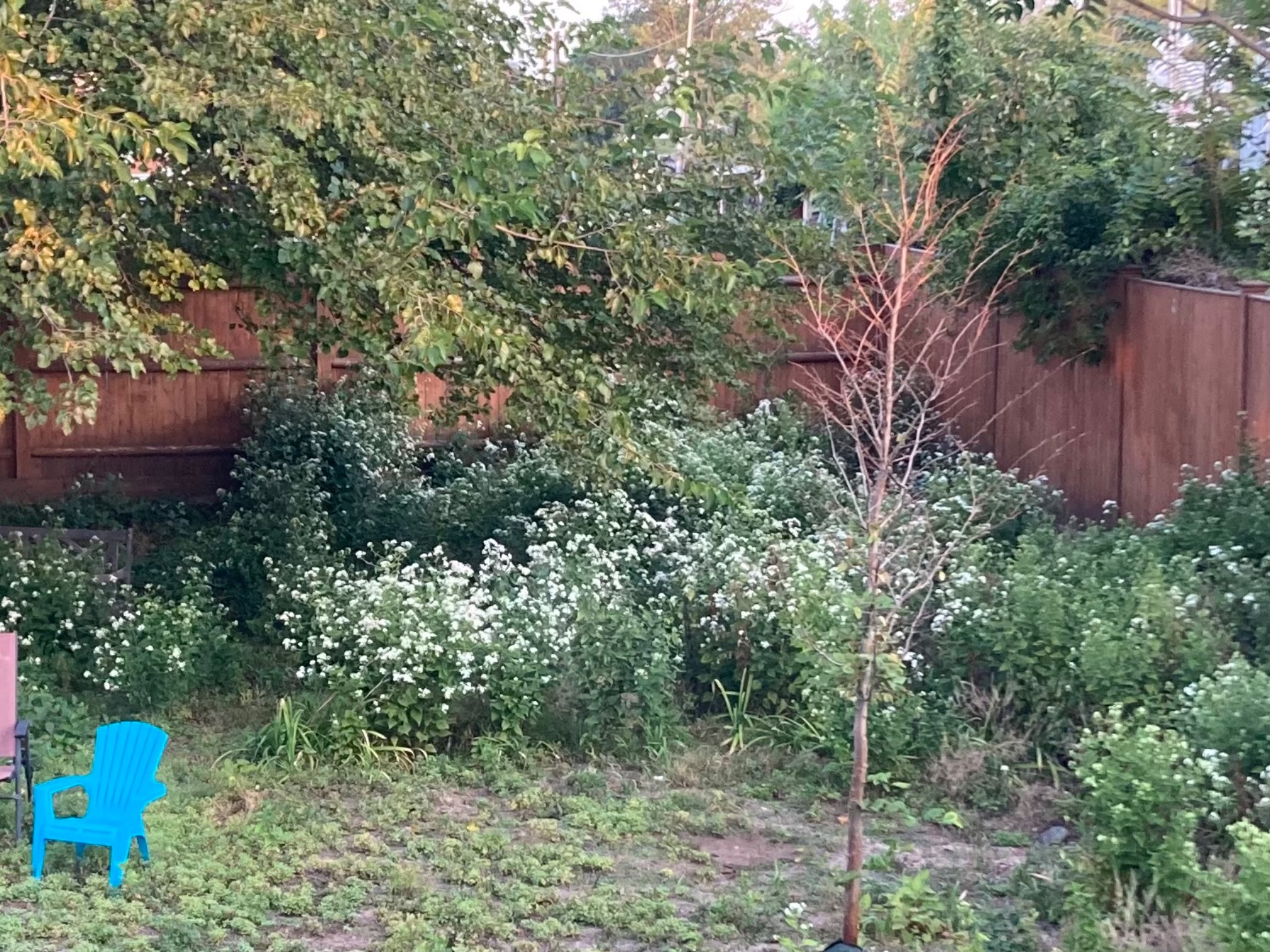 Plants with white flowers