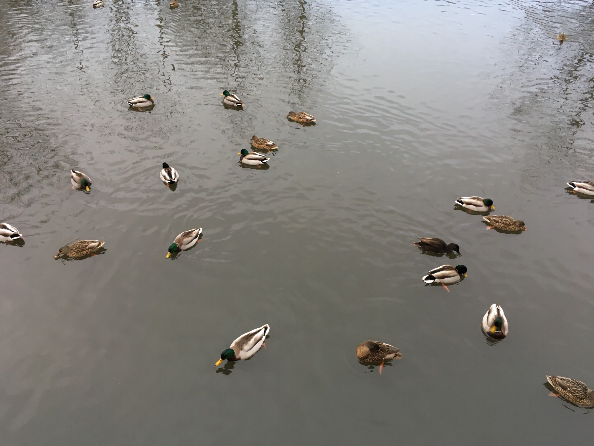 Spot the black duck