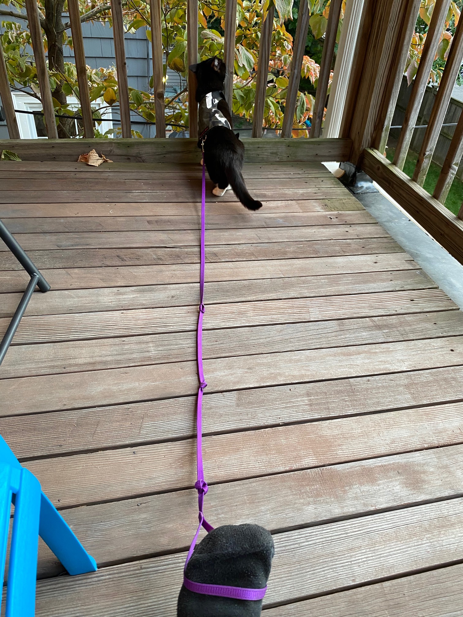 Why Wily wears a leash on the deck
