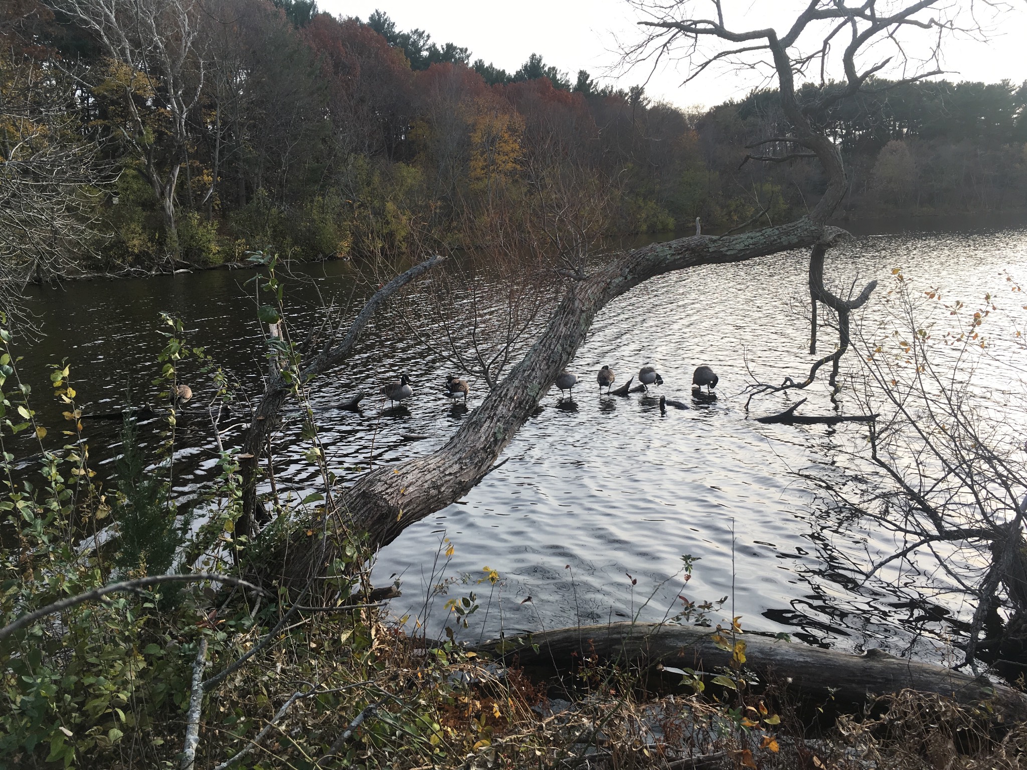 Geese in a row
