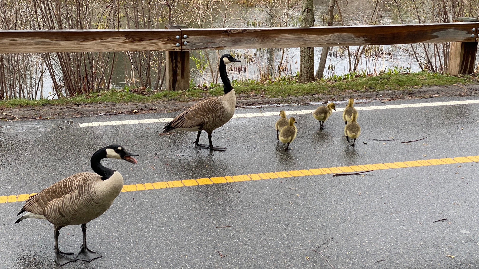 Ran into them again on the way back. One of the parents was maintaining a hiss perimeter 