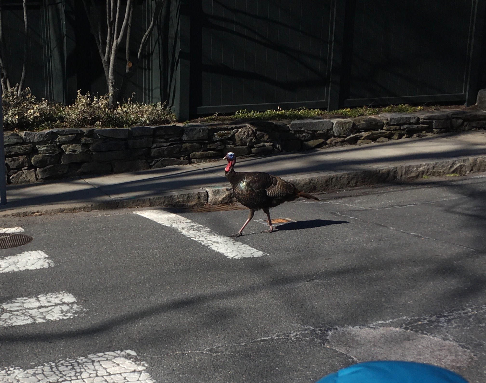 Turkeys got confidence.