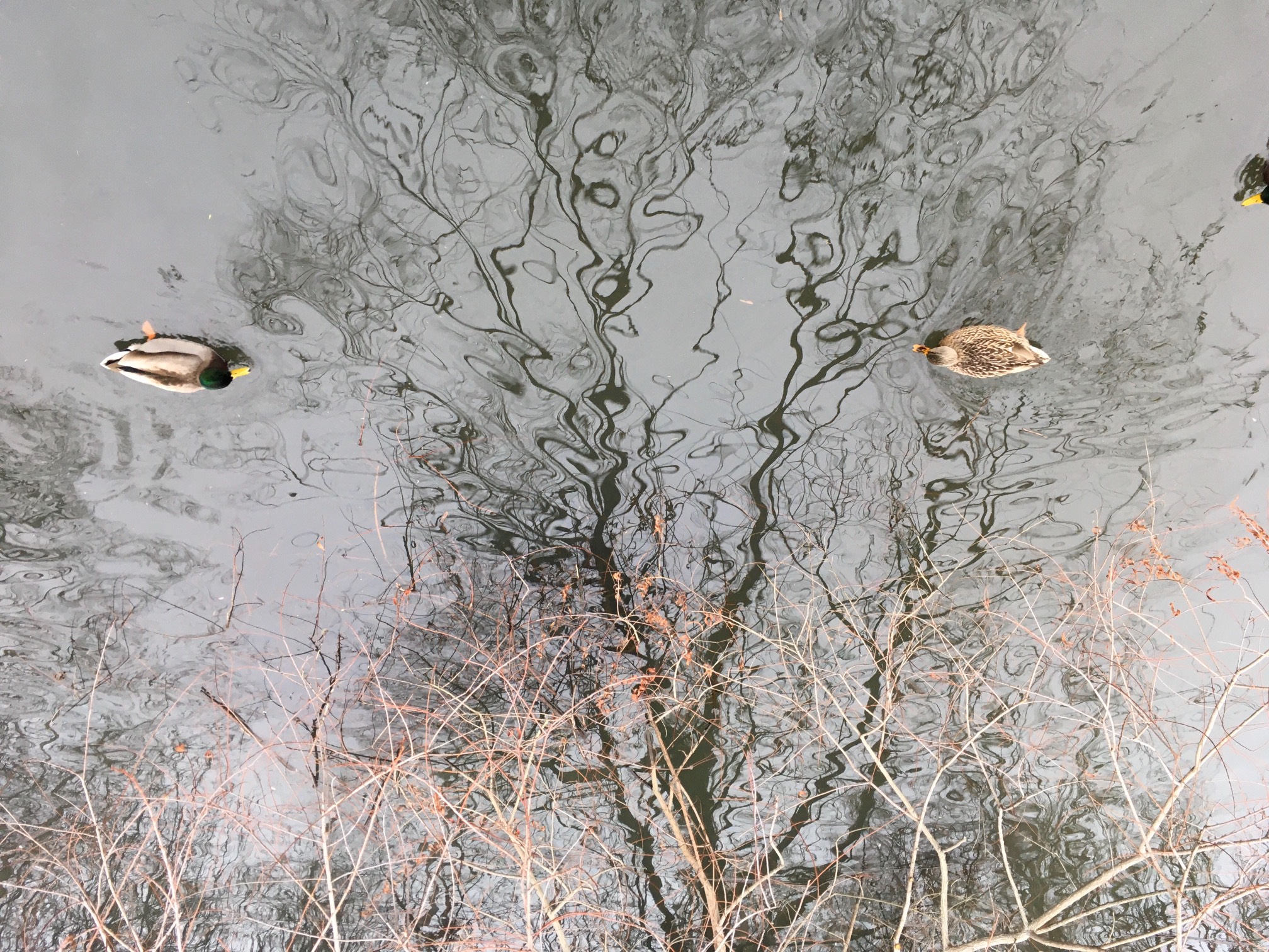 Wavy tree shadow