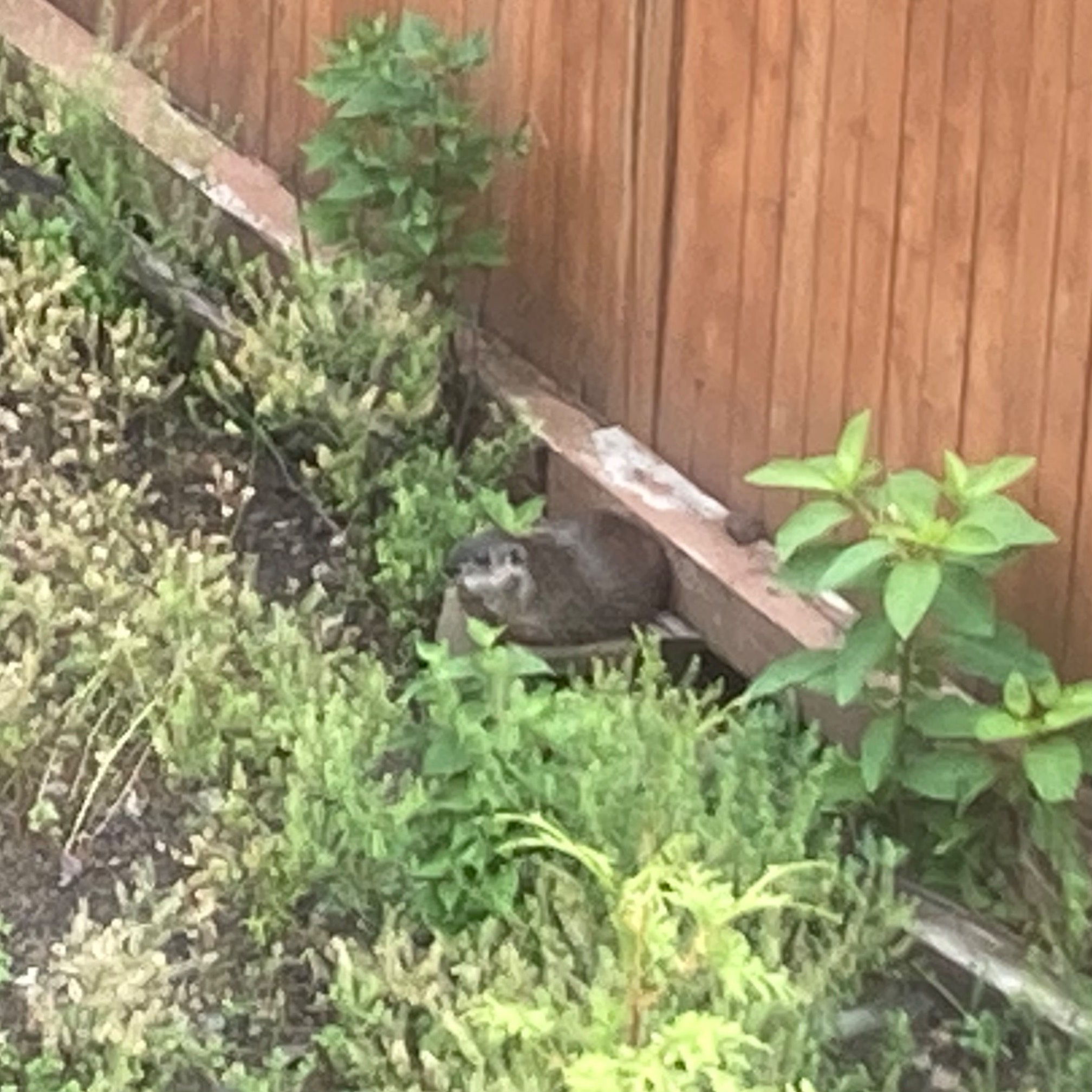 Groundhog loafing on block