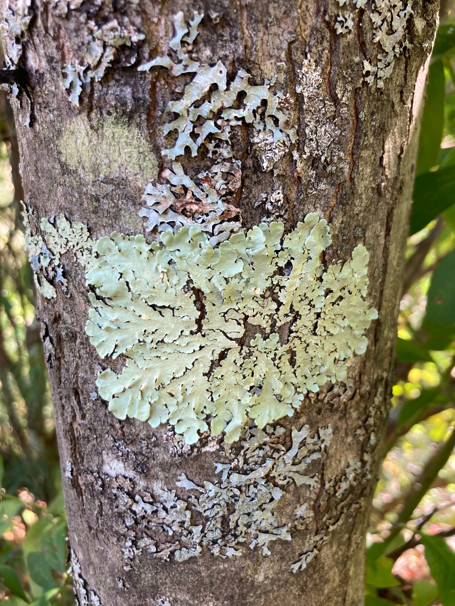 Bad paint job lichen