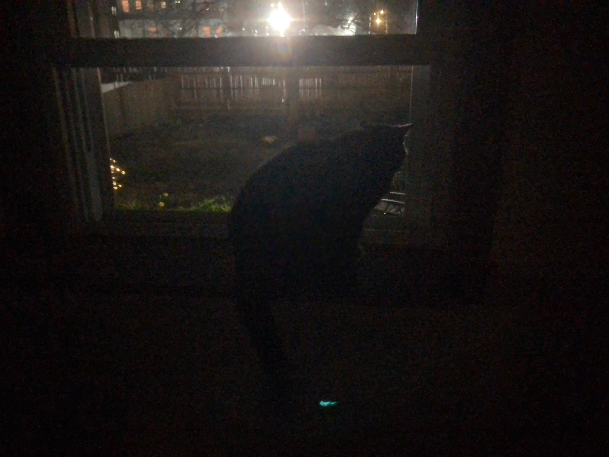 Cat on shelf extending from window stool in dark
