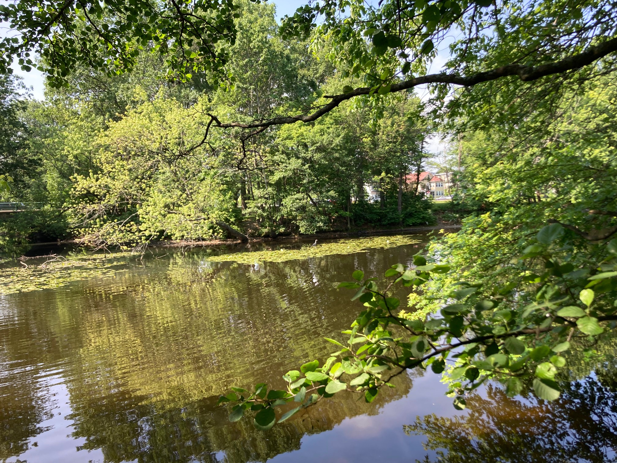 River with lily pads and heron