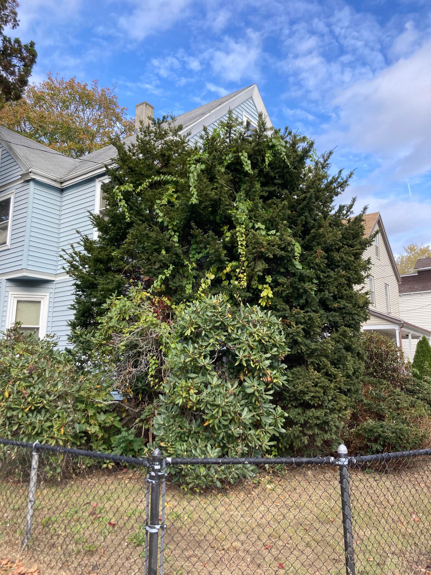 There could be a tale of plant horror happening here.