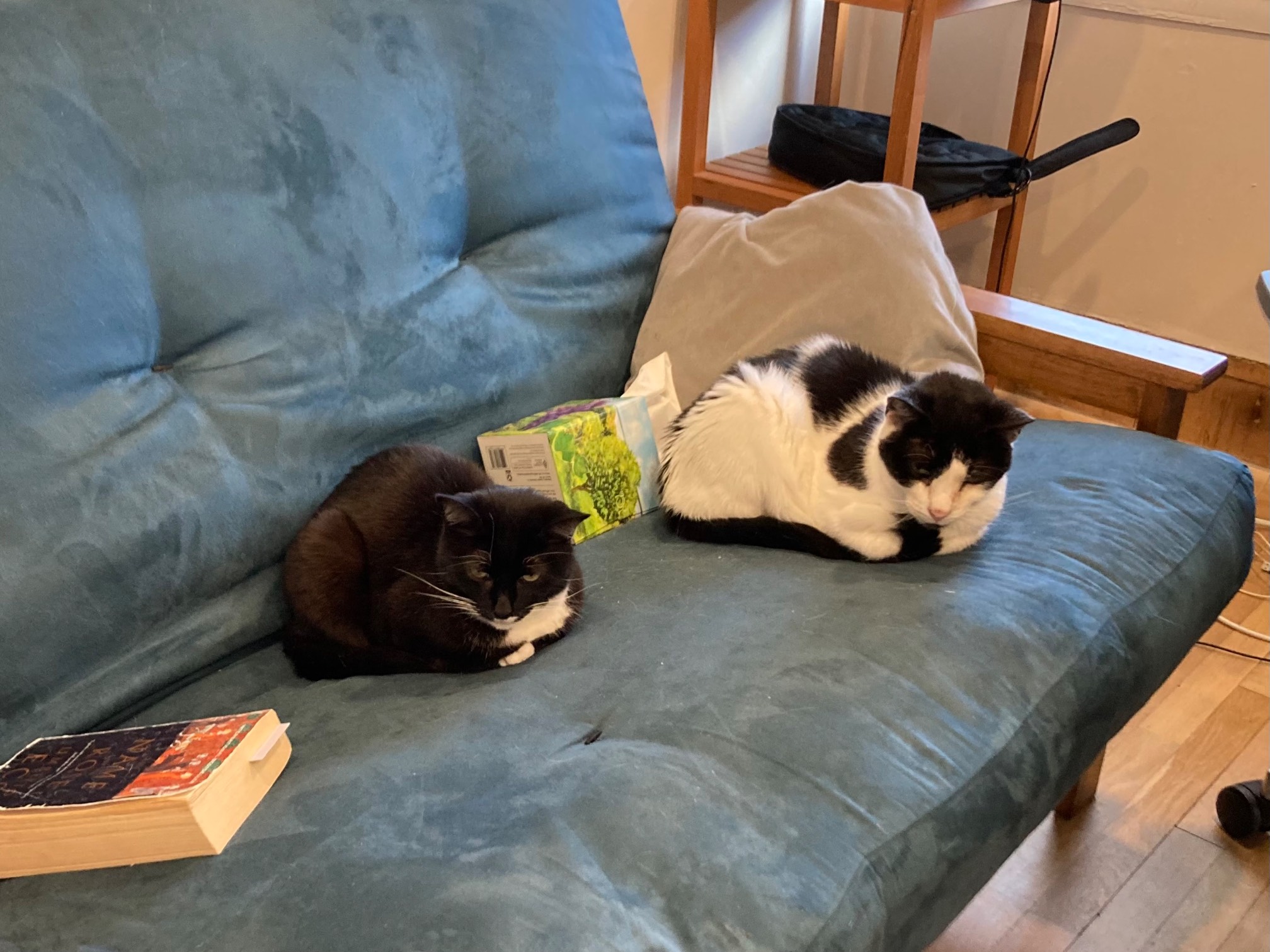 Two loaded cats on futon