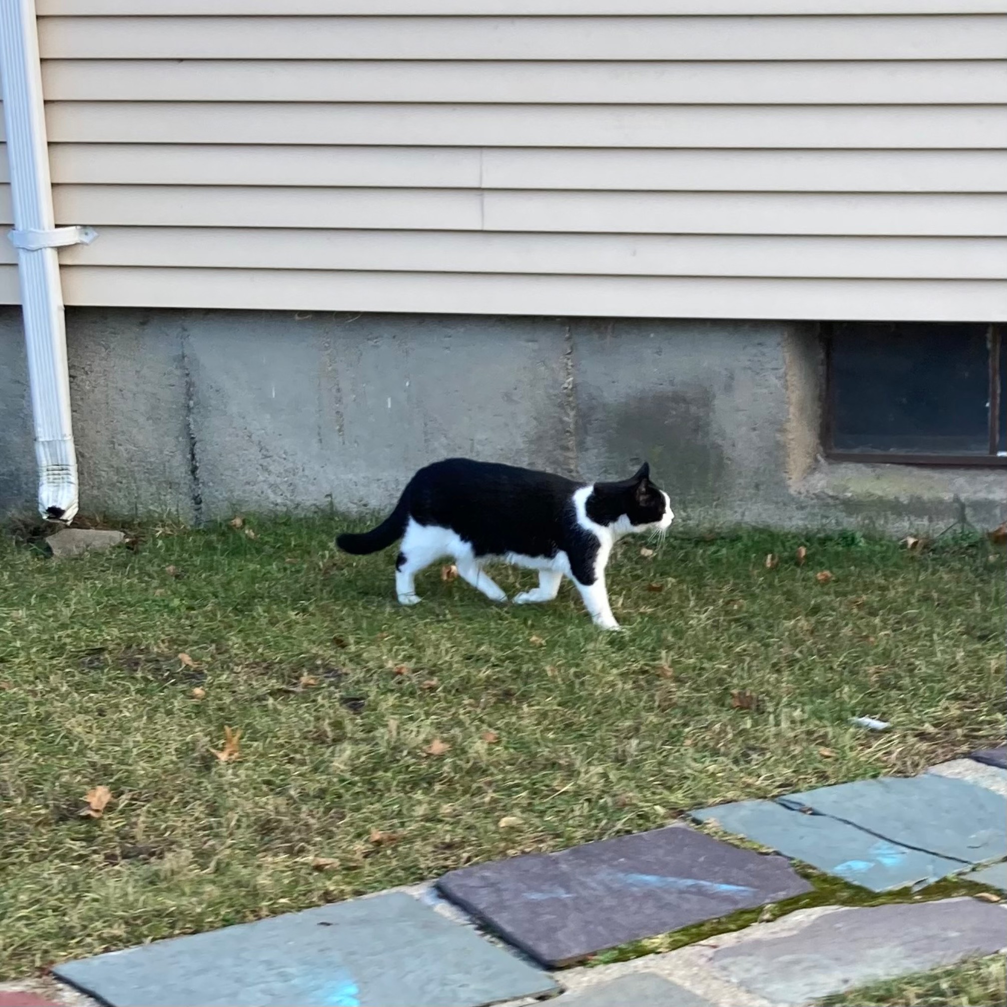The outdoor Smidgeo